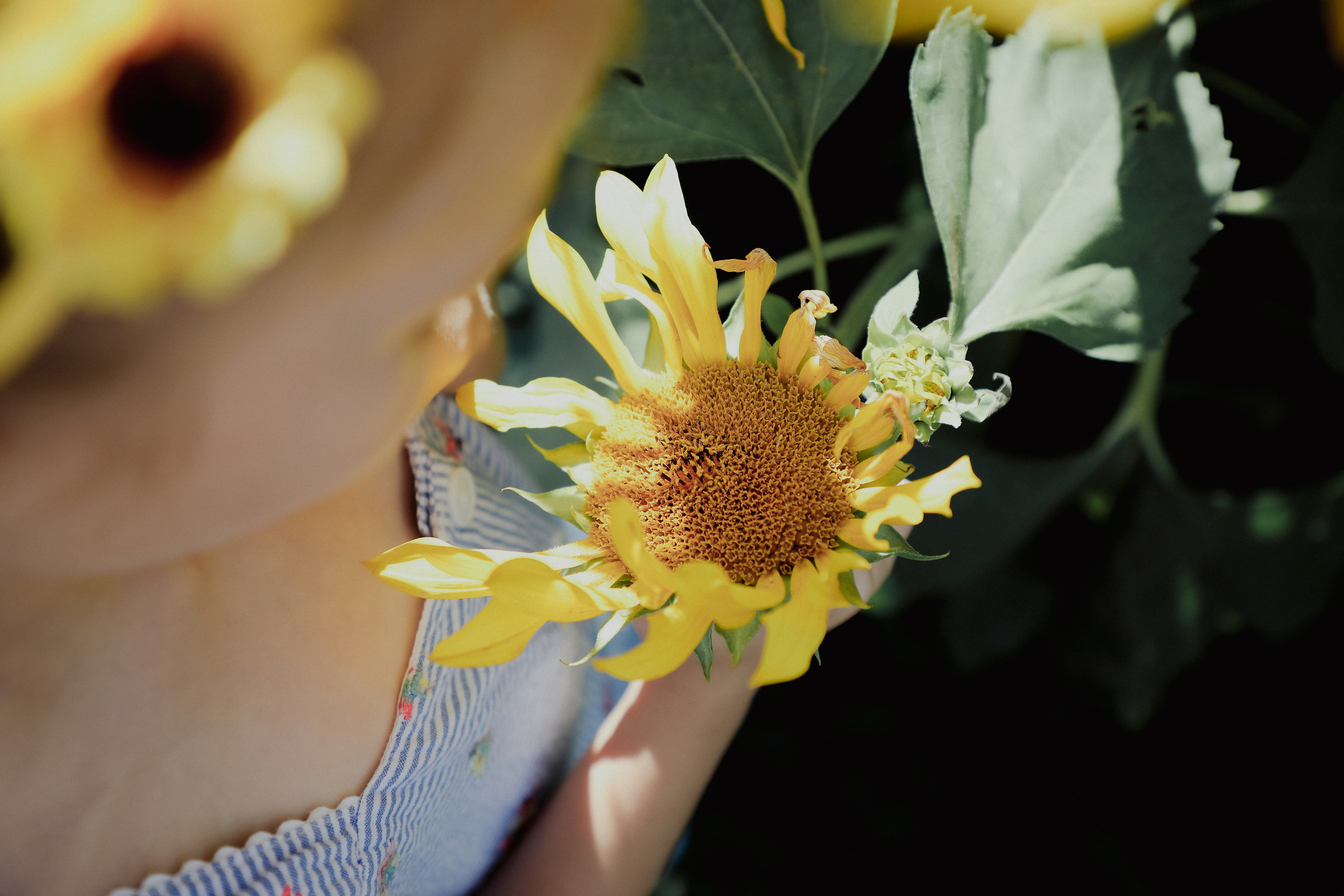 Sunflowers&Aurelija. PORTRAIT|FAMILY|CHILDREN|BRAND PHOTOGRAPHER UK, CAMBRIDGESHIRE