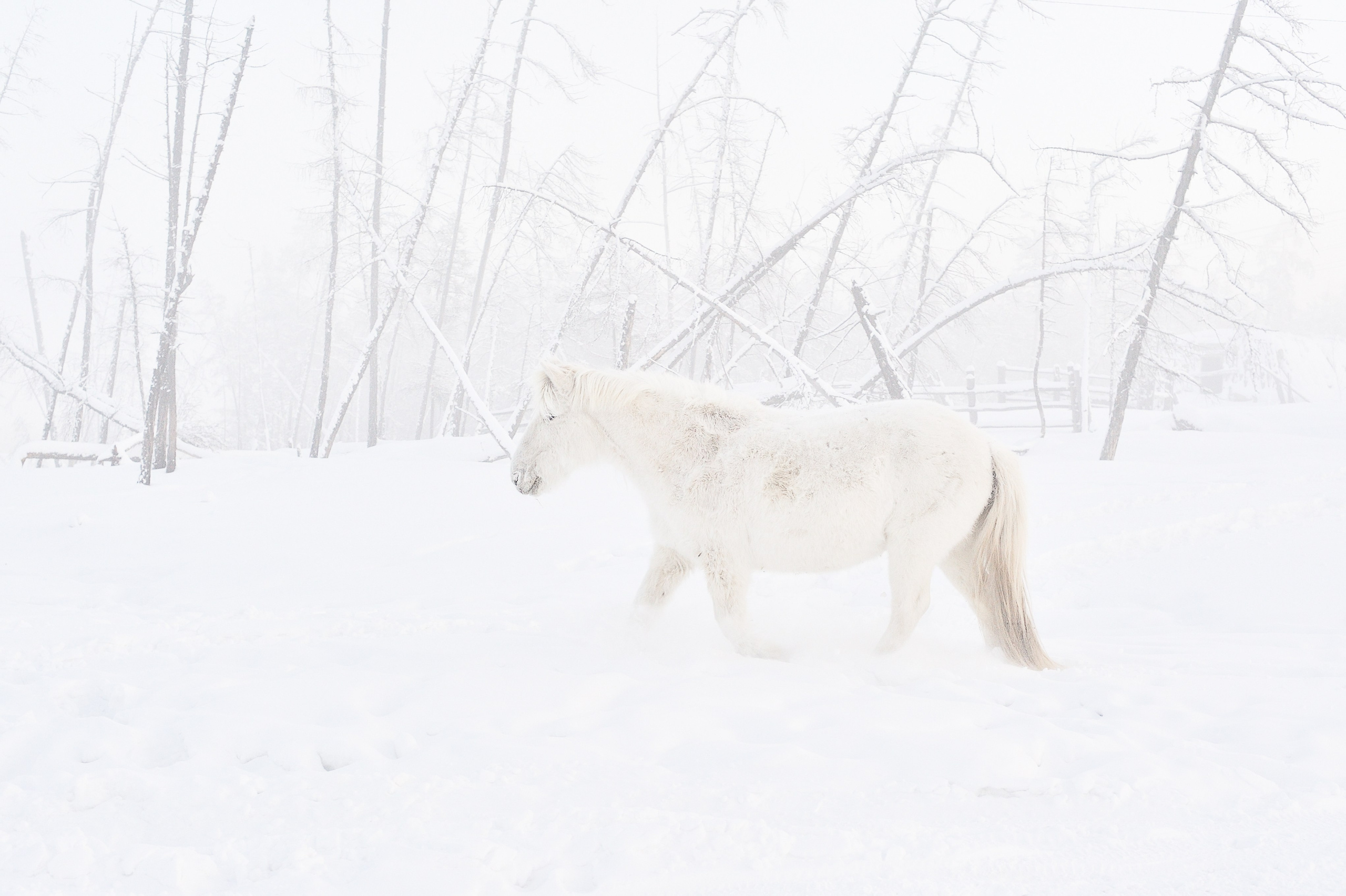 La meilleure saison. Ayar Kuo