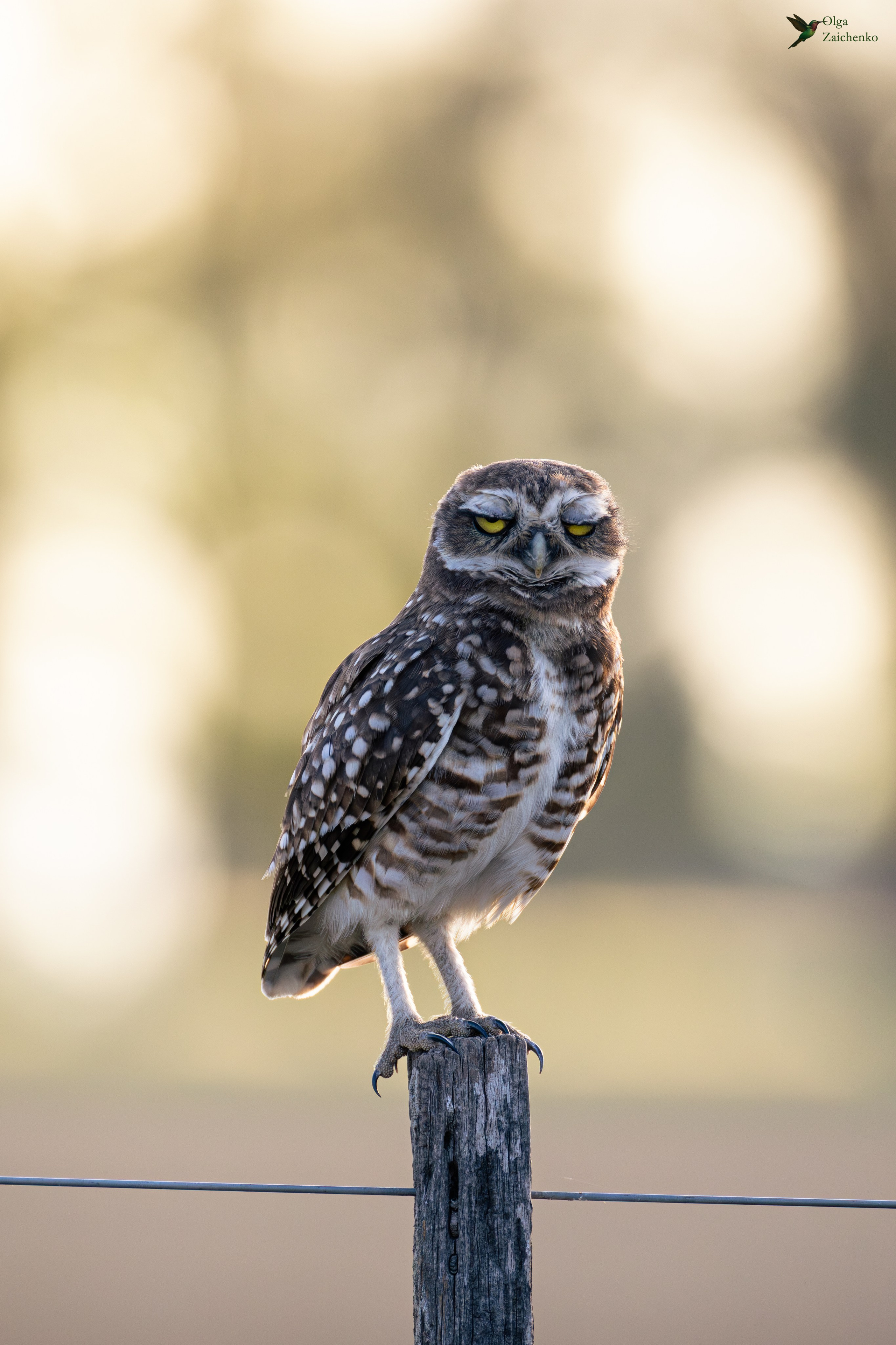 Lechucita vizcachera