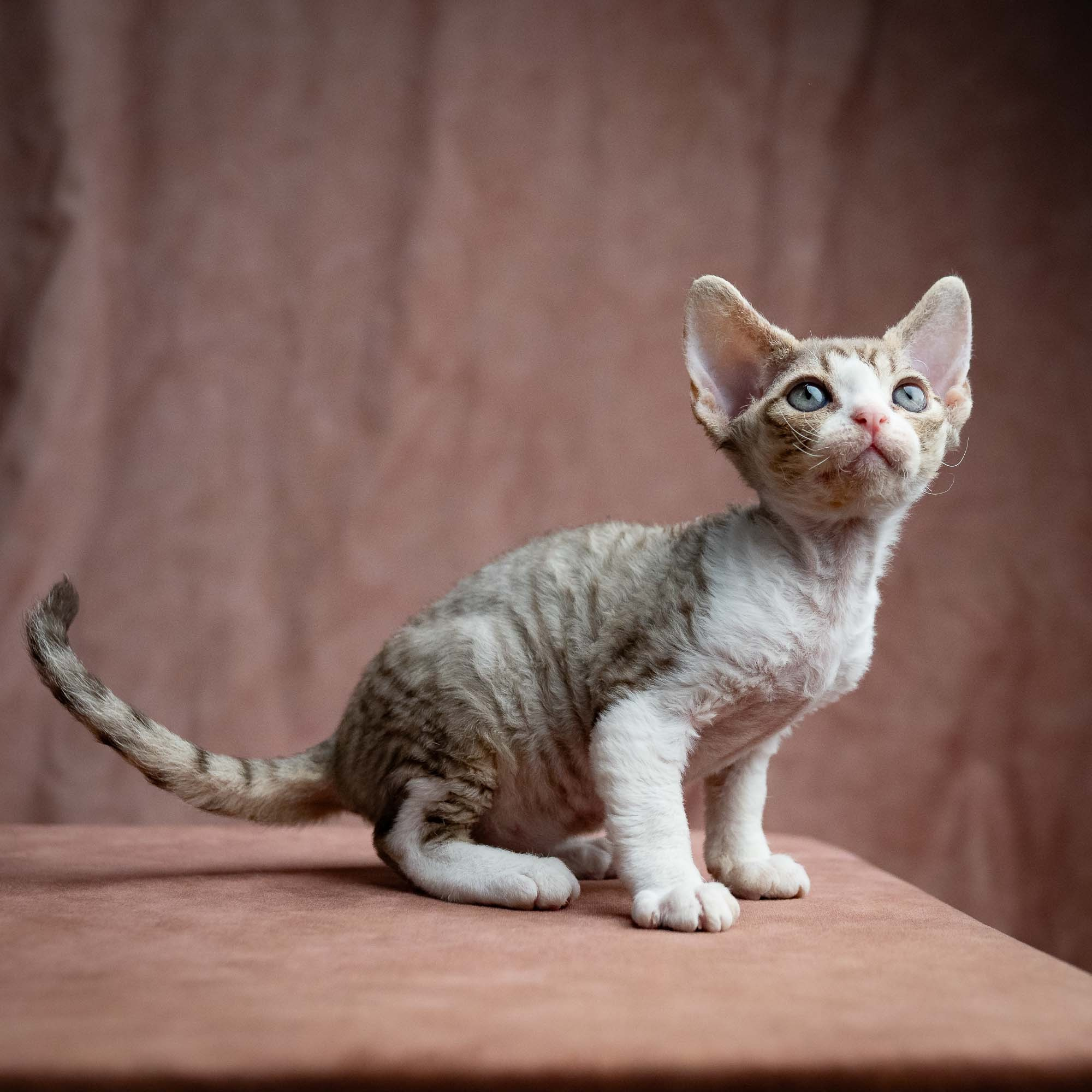 Sebastian, boy, born 05.15.26. Devon Rex Pixie Cattery