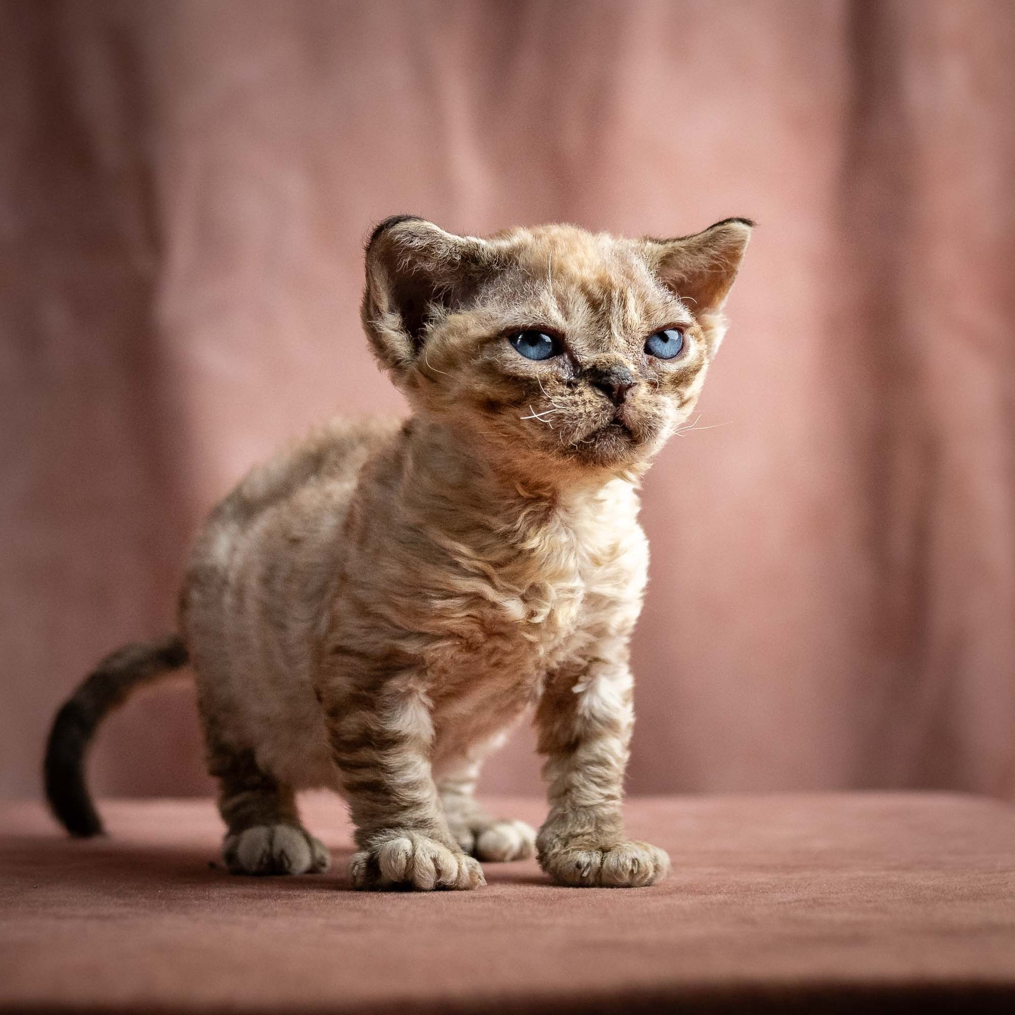 Remy, boy, born 05.08.26. Devon Rex Pixie Cattery