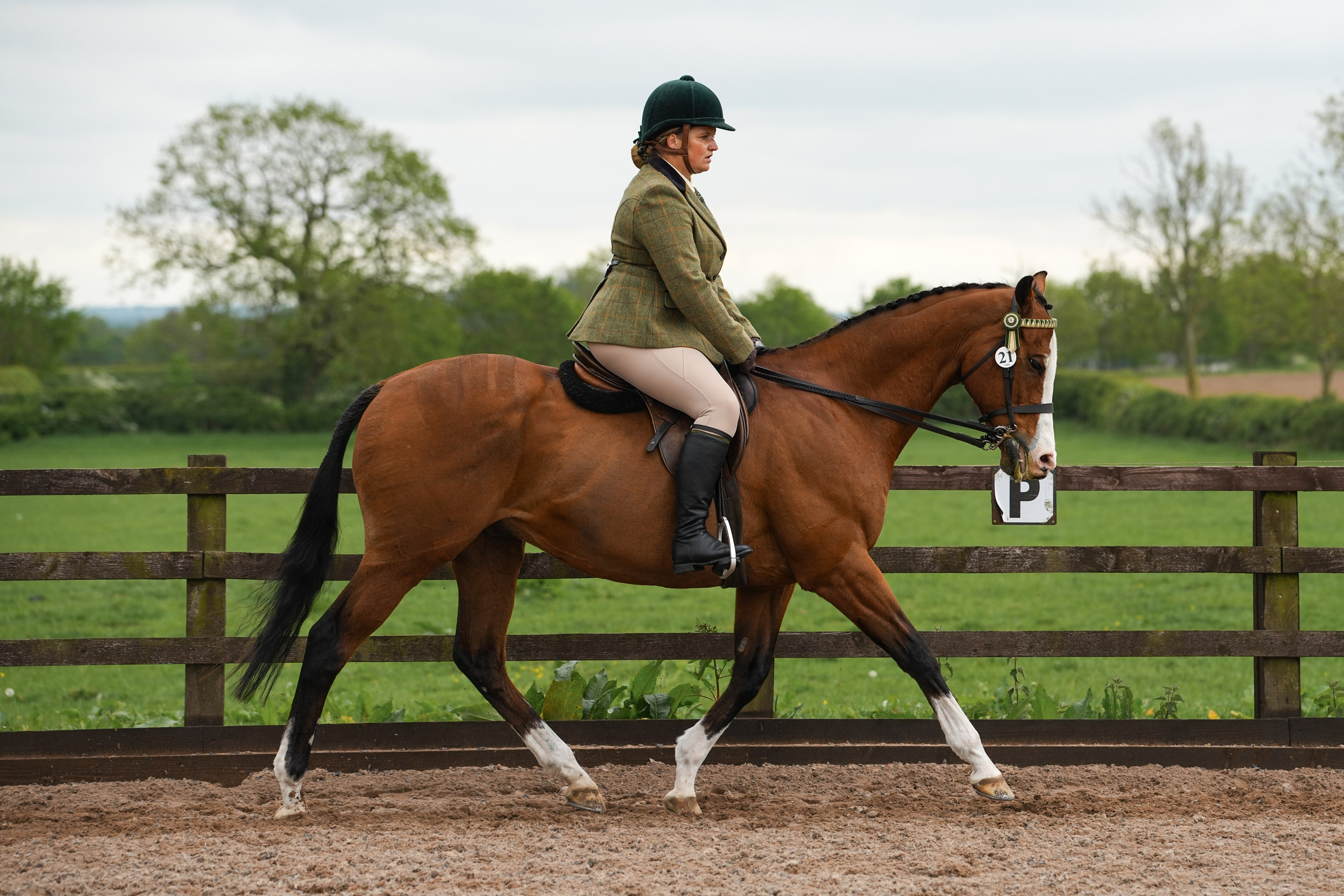 Showing. Leicestershire Equine Photography by El | Authentic Equine Portraits & Events