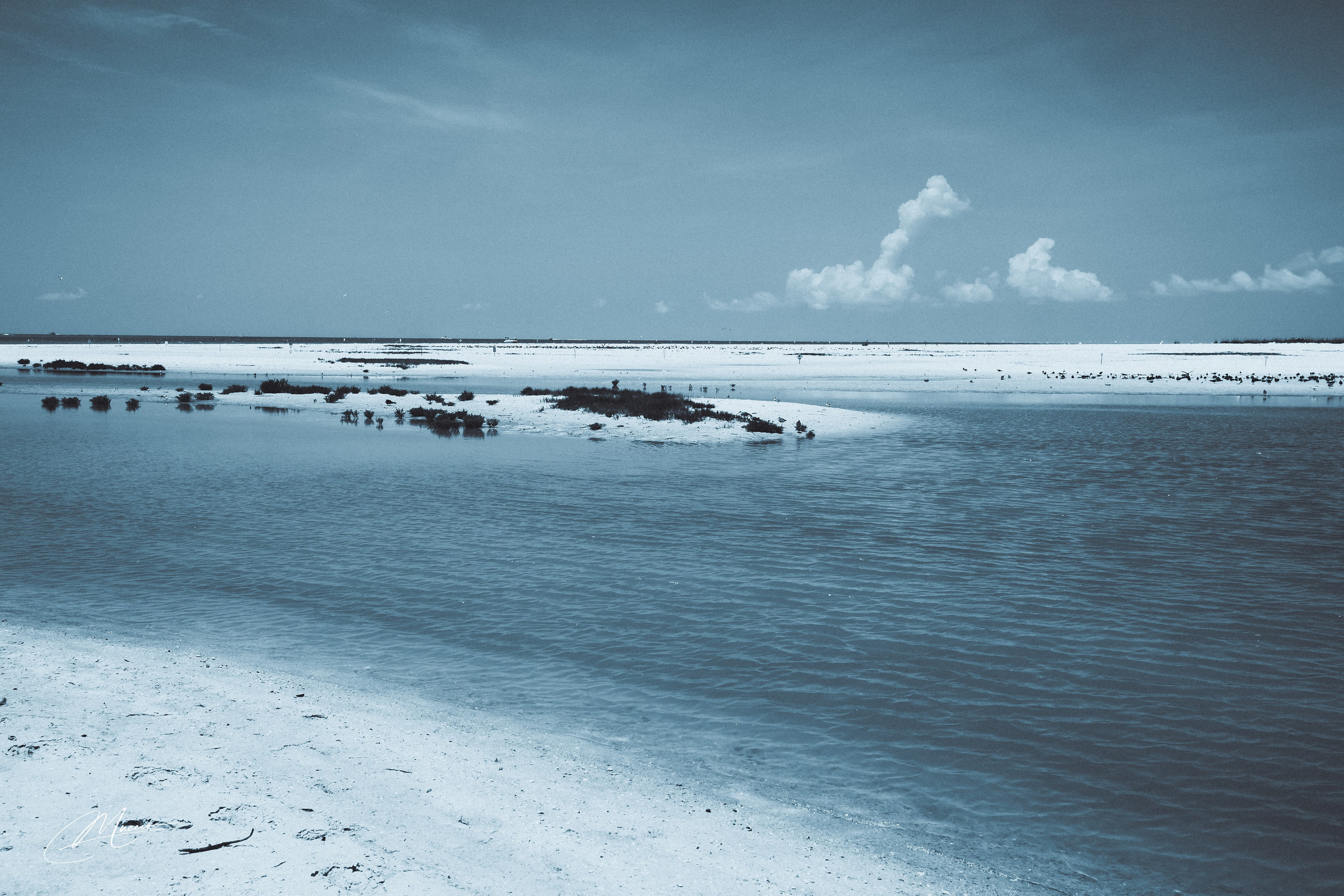 Florida Man — Fort Myers Walkabout. Out and About 239