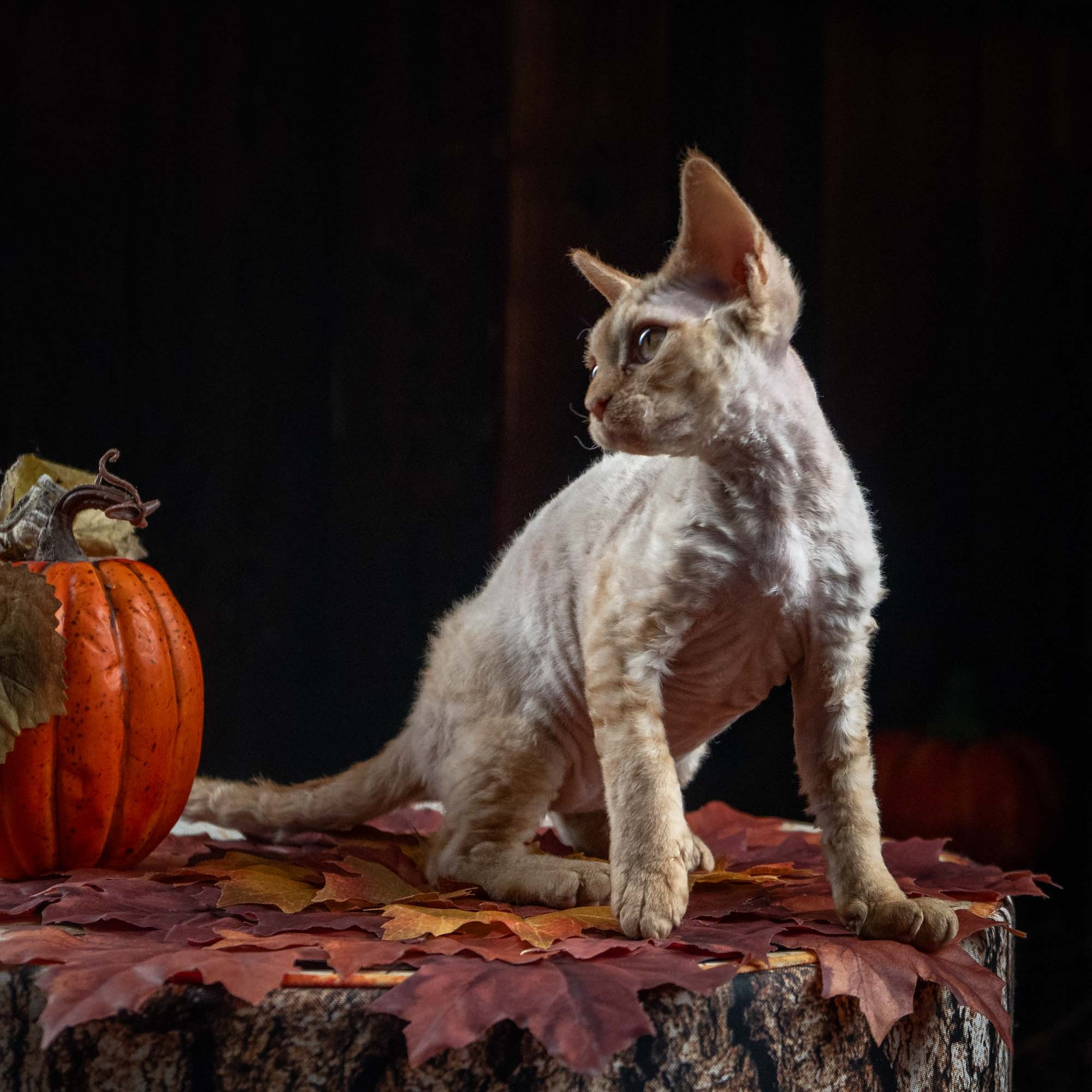 Dorito, boy, born on 06.06.24 SOLD. Devon Rex Pixie Cattery