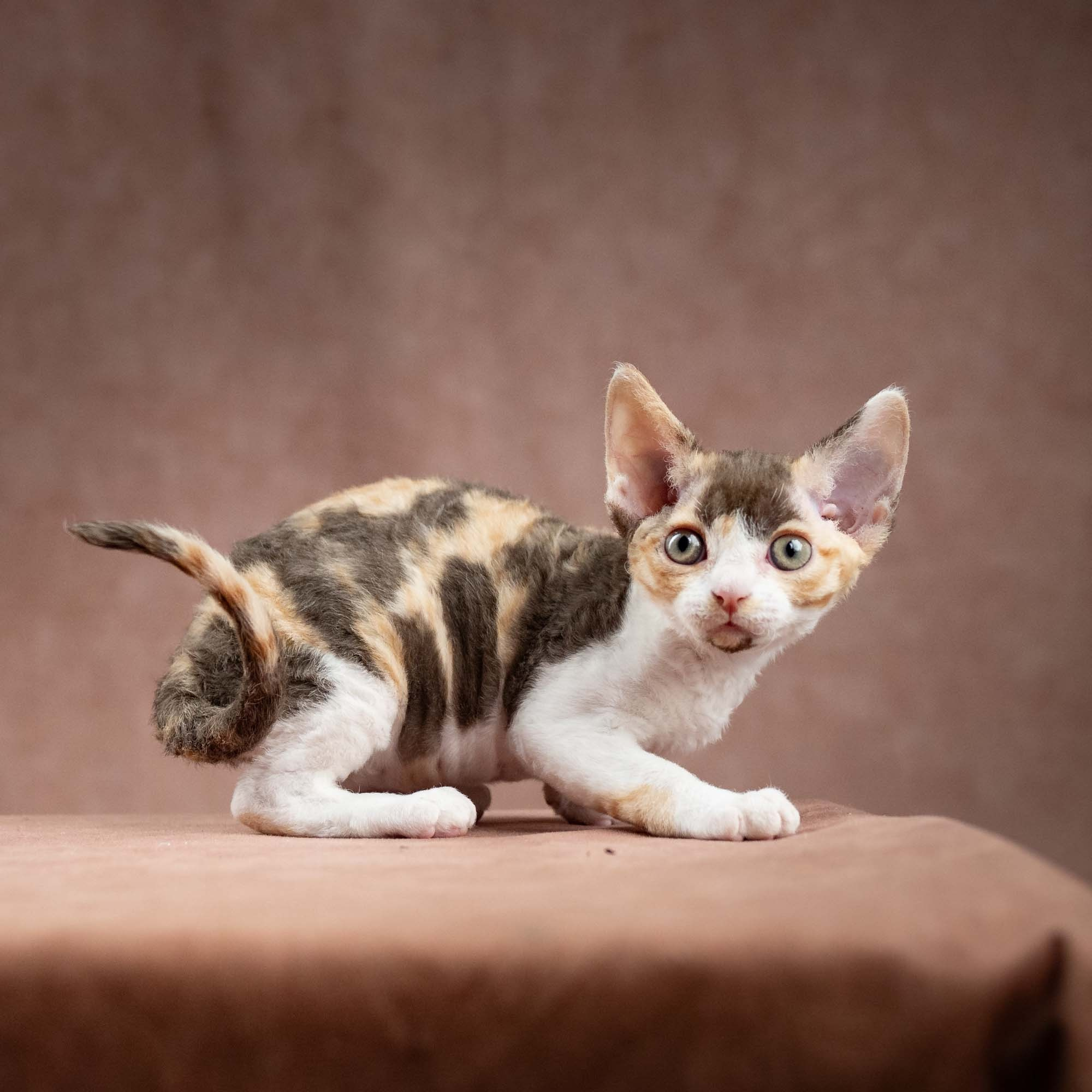 Dixie, girl, born on 06.06.24 SOLD. Devon Rex Pixie Cattery