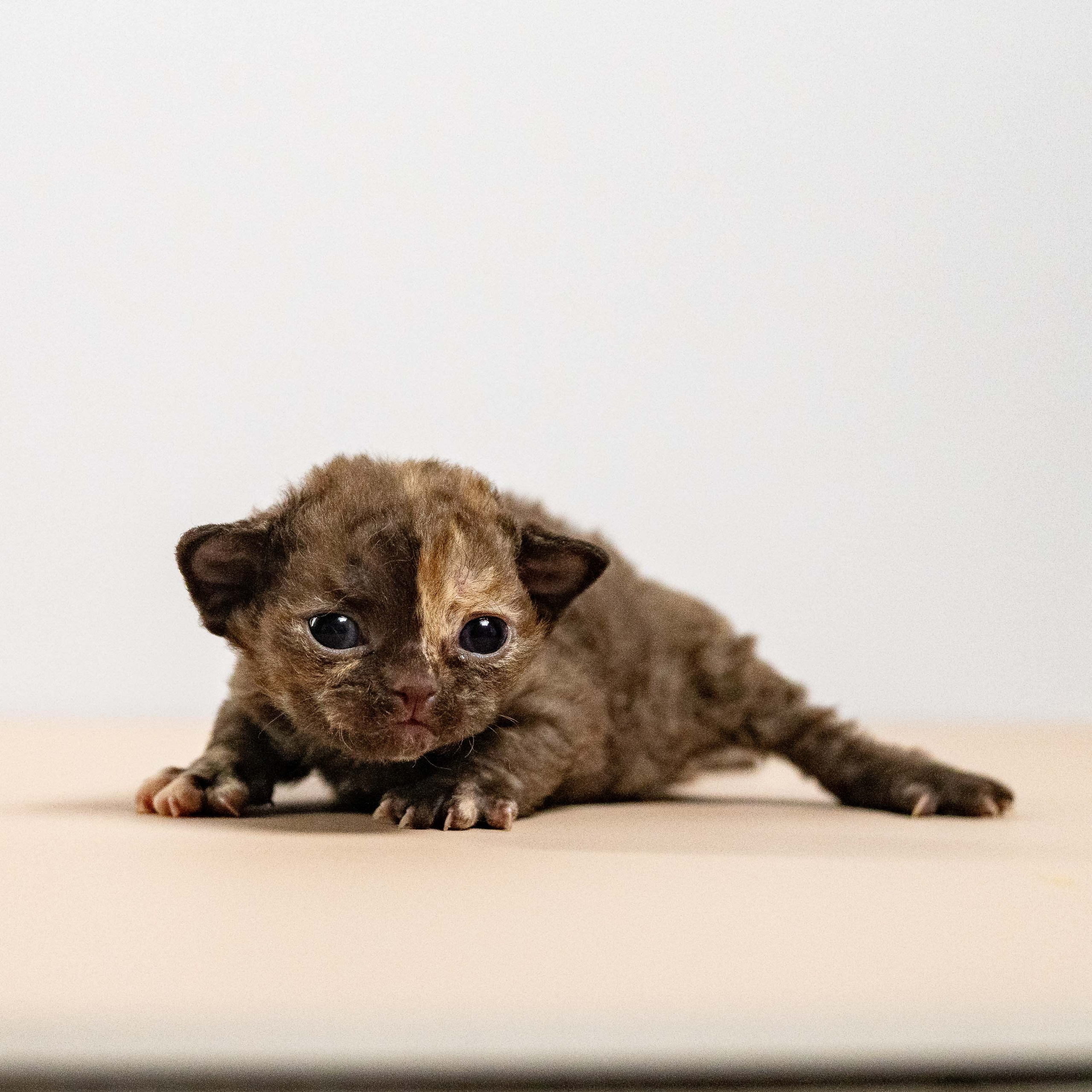 Mocha, girl, born 01.15.26. Devon Rex Pixie Cattery
