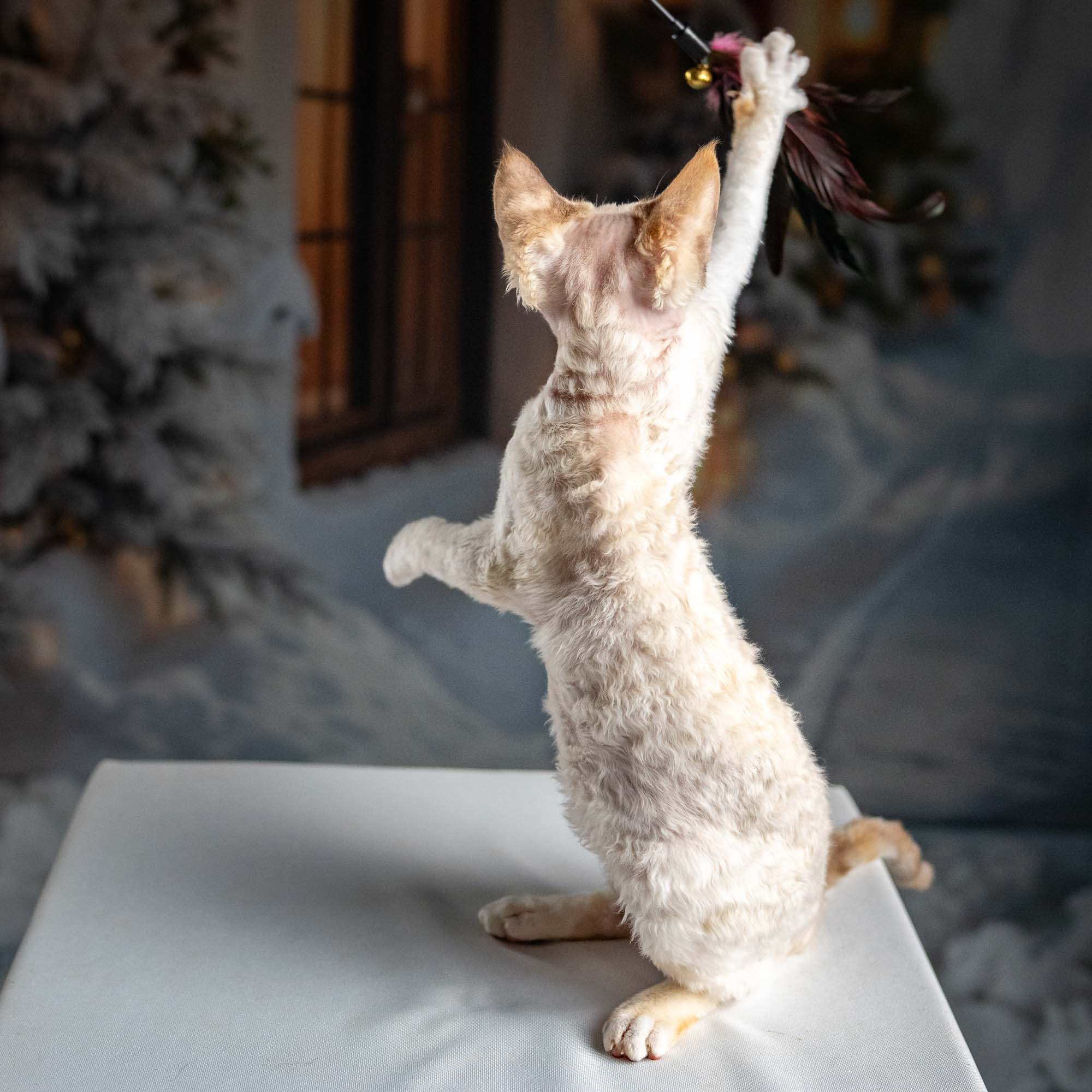 Jessica, girl, born 06.25.2025. Devon Rex Pixie Cattery