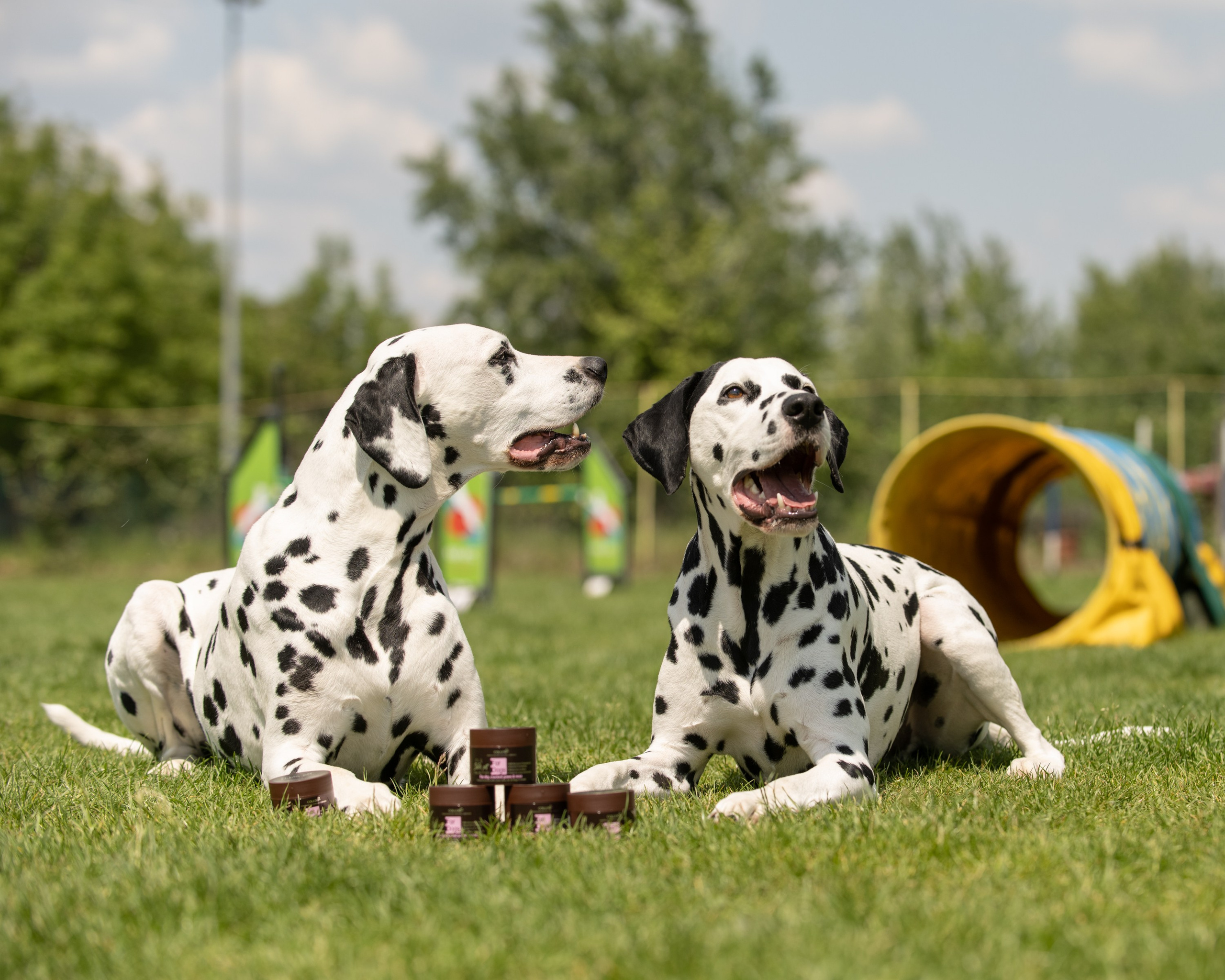 Commercial & UGC Pet Product Photography by Tanya Asfir. Tanya Asfir — Pet & Animal Photographer | Belgrade, Serbia