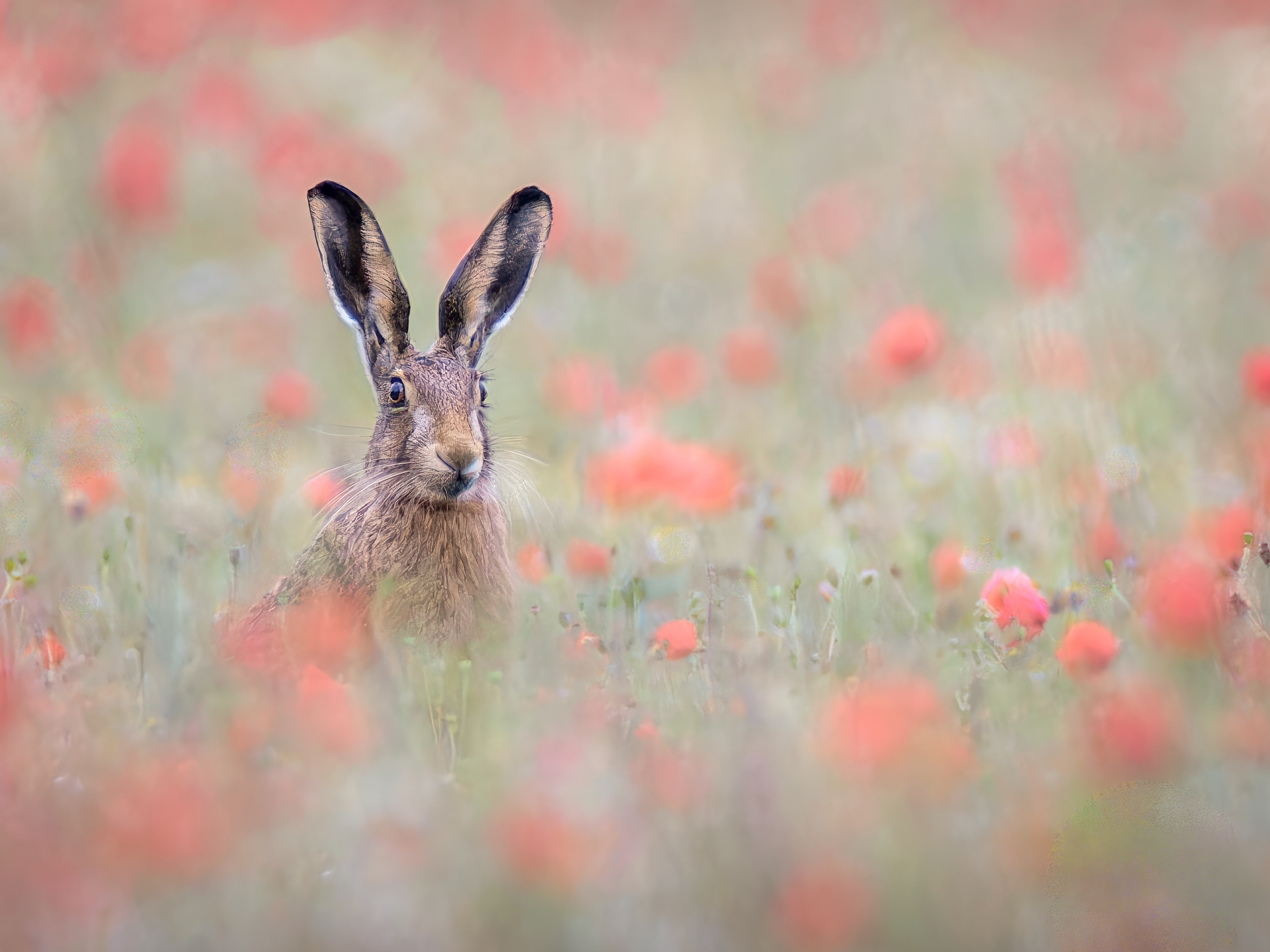 UK Wildlife Photography Gallery. Hedley Wright Photography | East Anglia Sport, Street, Wildlife, Landscape & Astrophotography