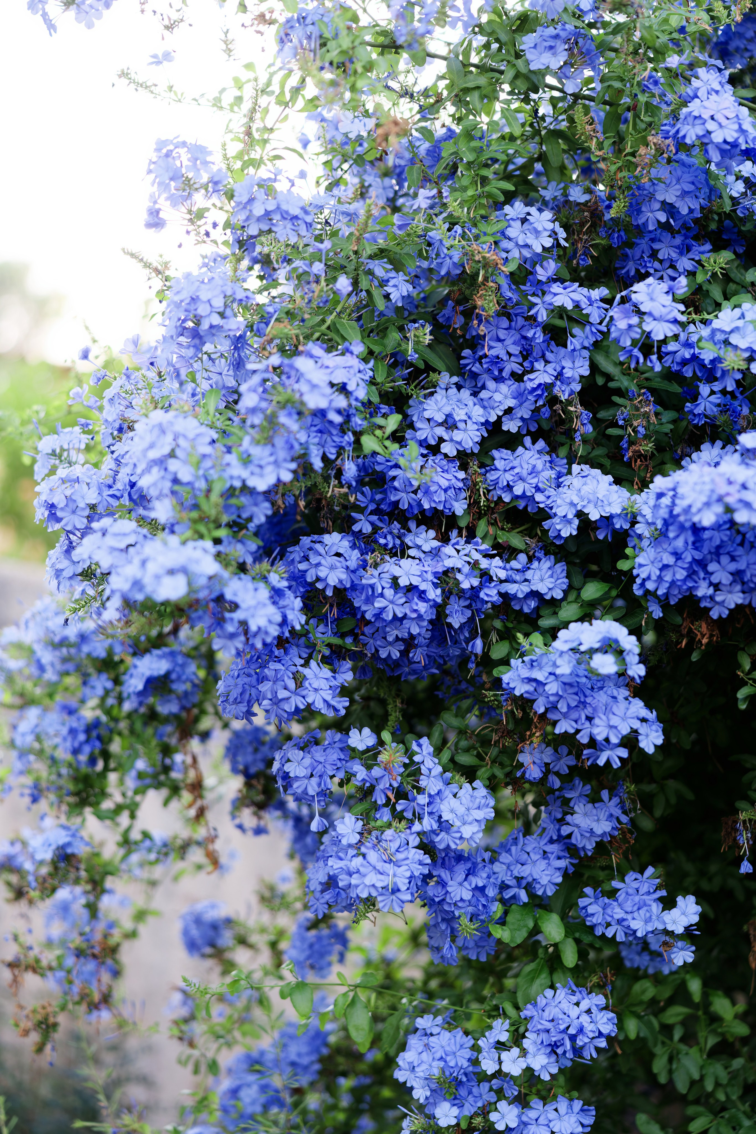 Indian wedding Haldi ceremony & Mehndi Night at Masia Nur, Sitges, Spain Preview