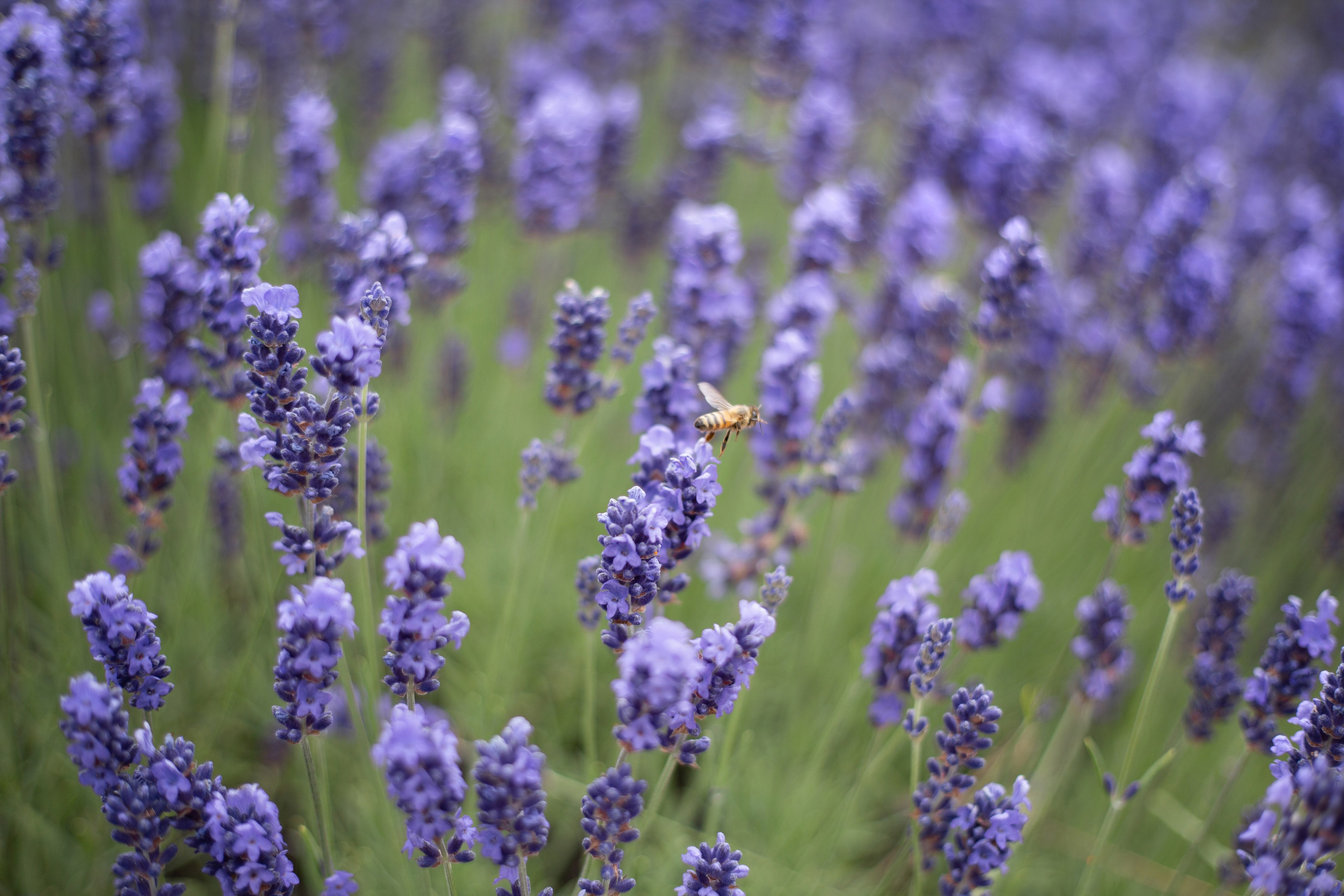 Lavender fields photoshoot. YuAnna studio. Family & Kids Photographer in Seattle area, located in