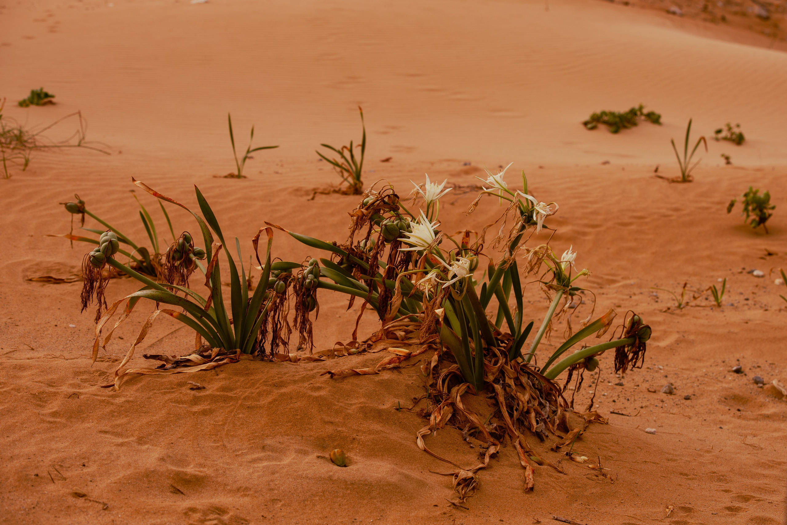 Kilyos — Wind, Sand & Firelight. JourneyUP Visuals