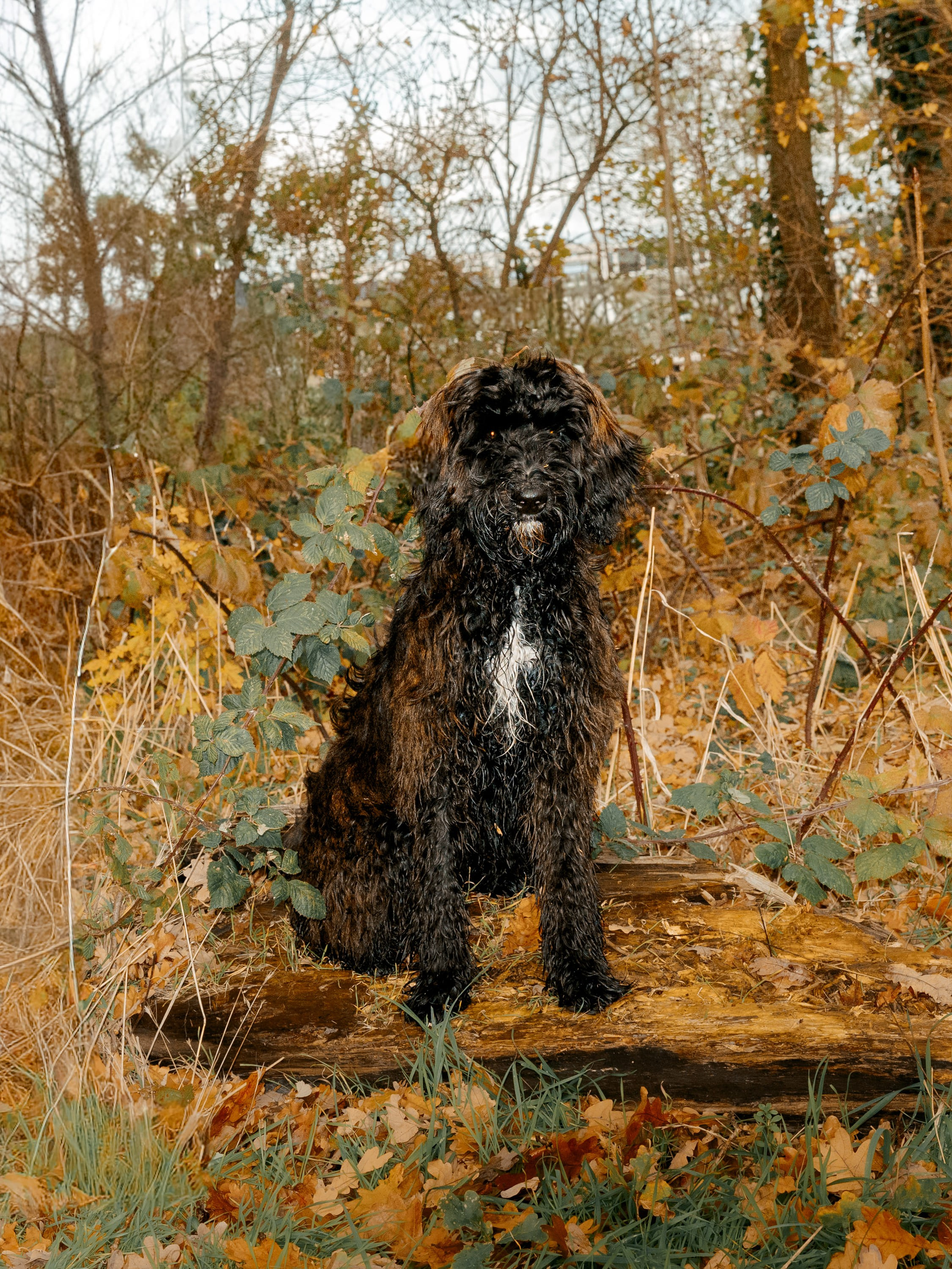 Pet Photoshoot in Spijkenisse | Rotterdam. Romantic & Soulful Photography by Natalia Olhova in Rotterdam