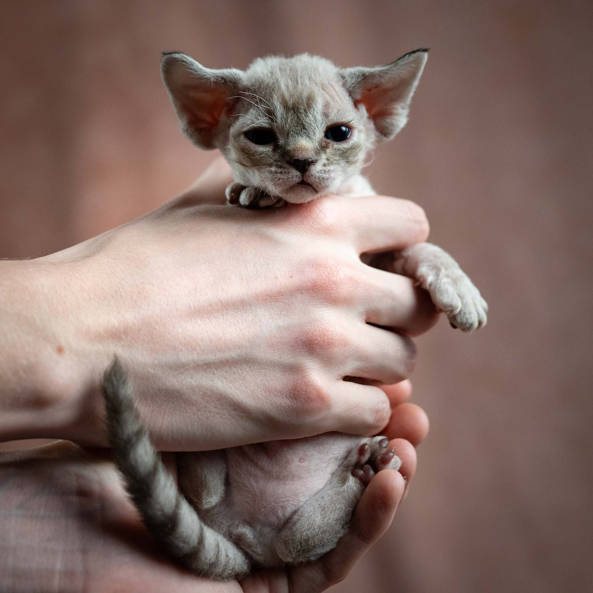 Nellie, girl, born 01.17.26. Devon Rex Pixie Cattery