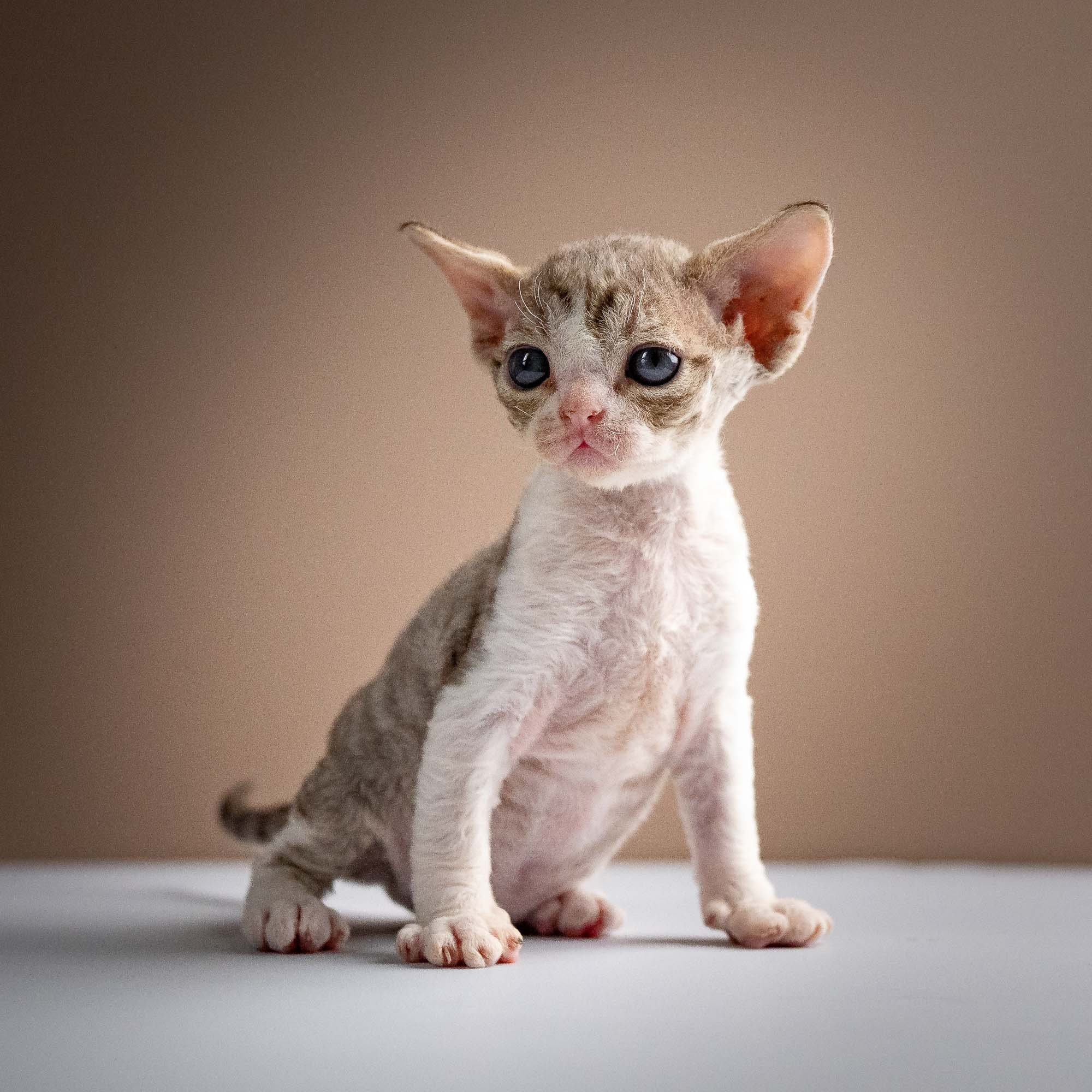 Sebastian, boy, born 05.15.26. Devon Rex Pixie Cattery