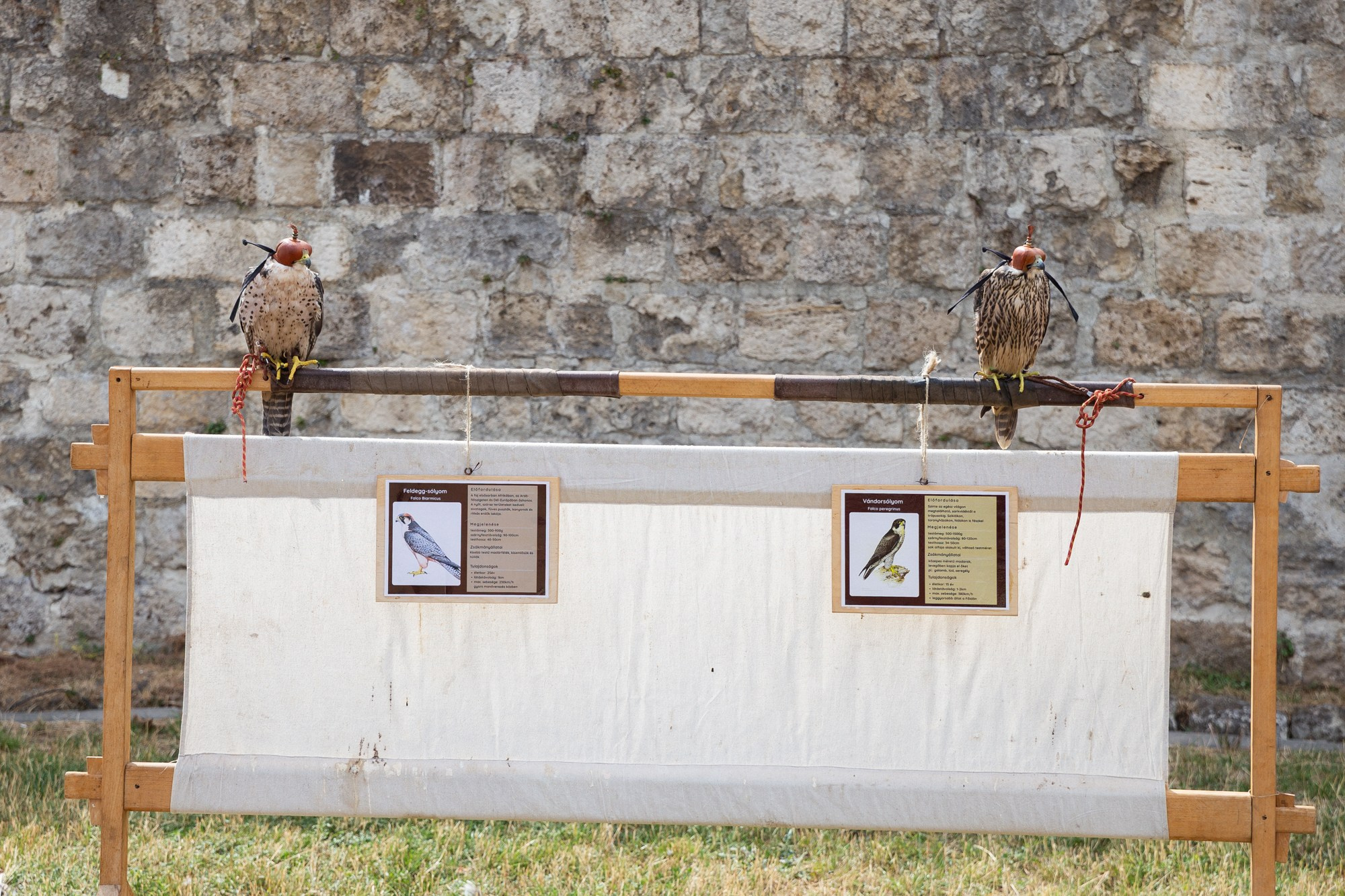 #PHOTODIARY | AmfiFeszt 2026. Photographer in Budapest  — Yura Knyazev