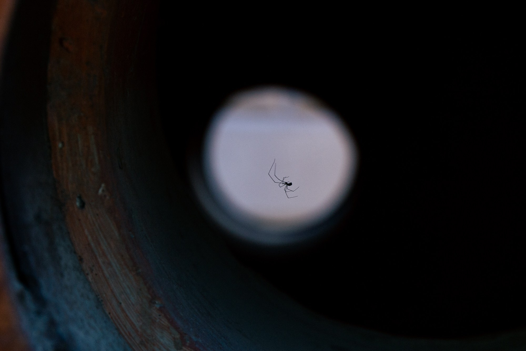 spider| Budapest 2026 | CANON 6D