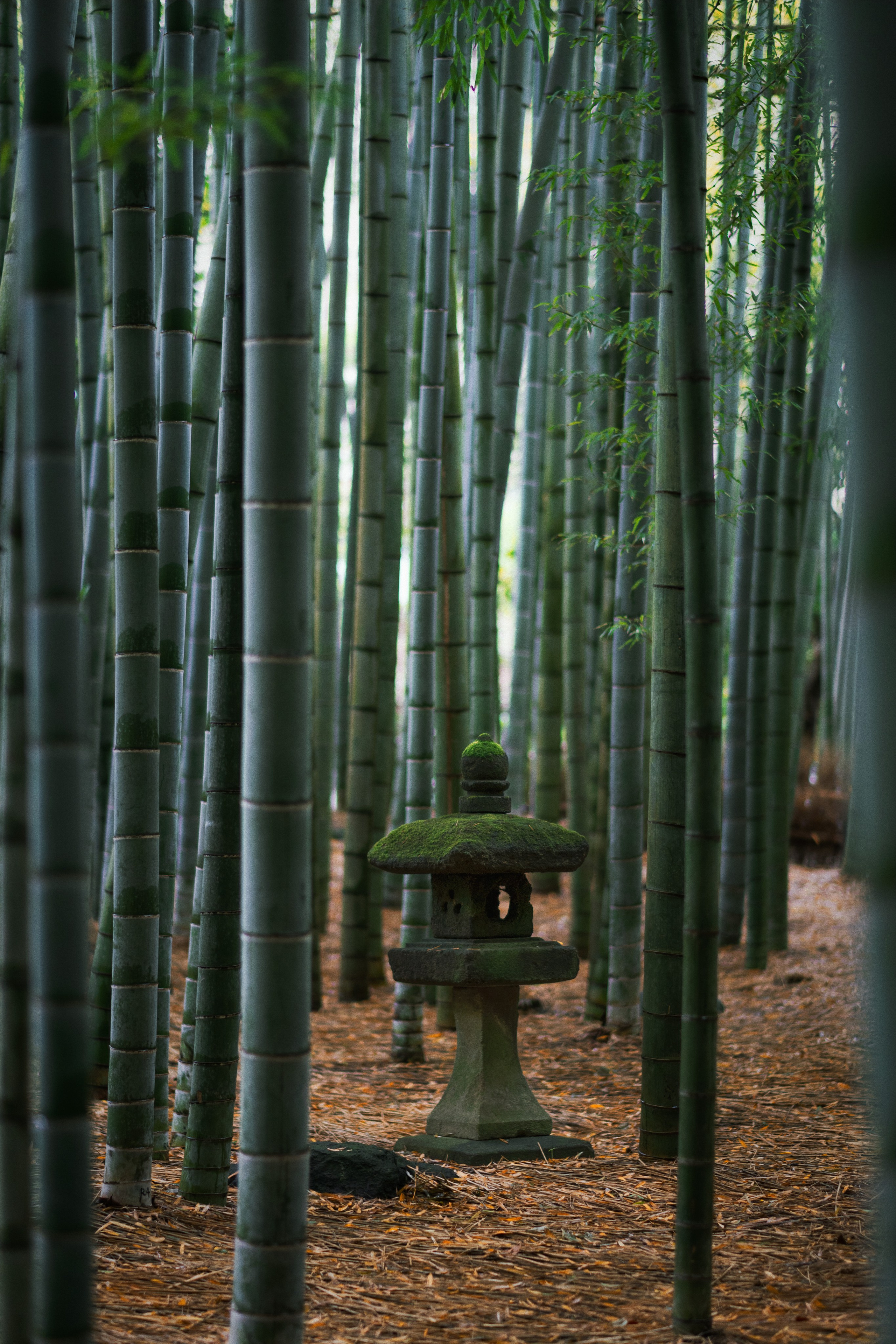 Japan. Artjom Kutuzov Photography