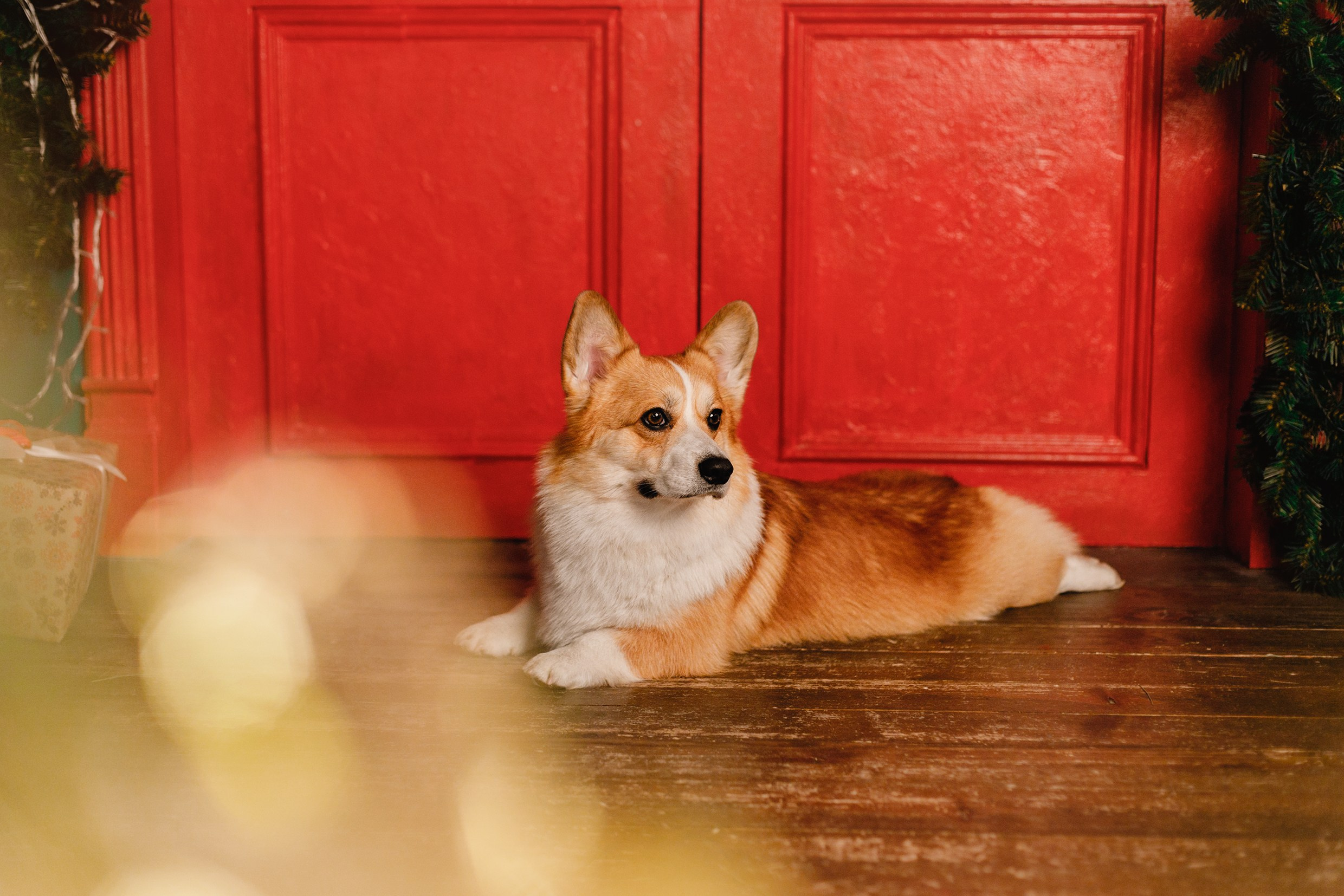New Year corgis in studio. Kaja | fotograf we Wrocławiu | ludzie i psy