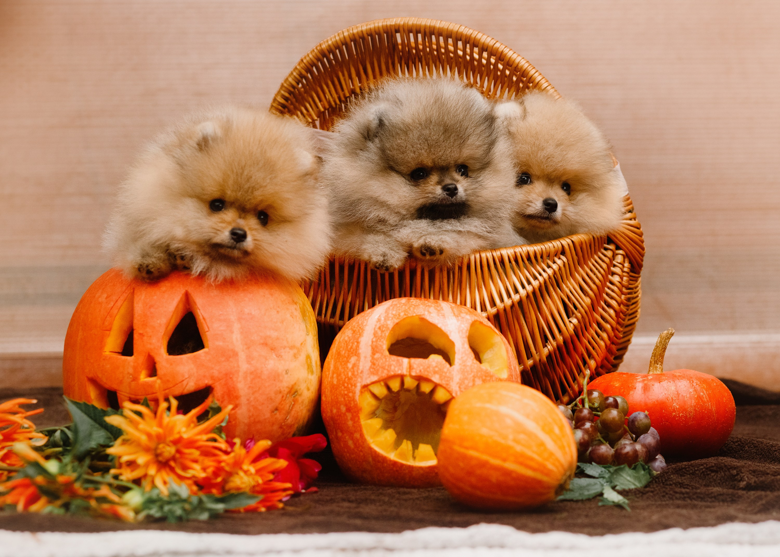 Halloween spitz puppies. Kaja | fotograf we Wrocławiu | ludzie i psy