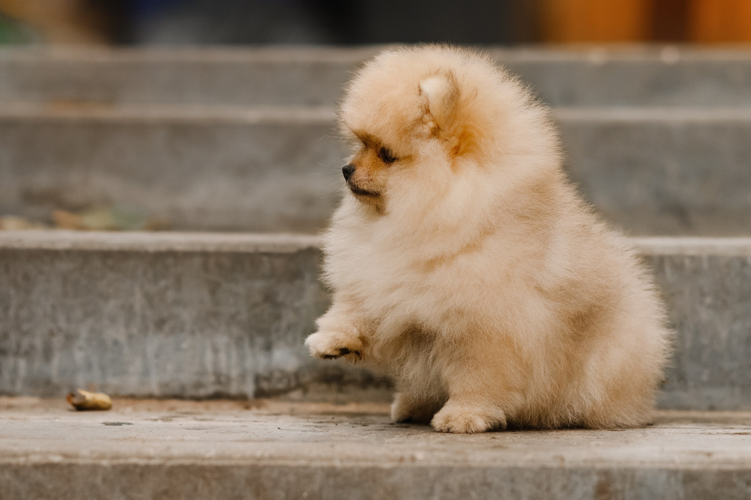 Halloween spitz puppies. Kaja | fotograf we Wrocławiu | ludzie i psy