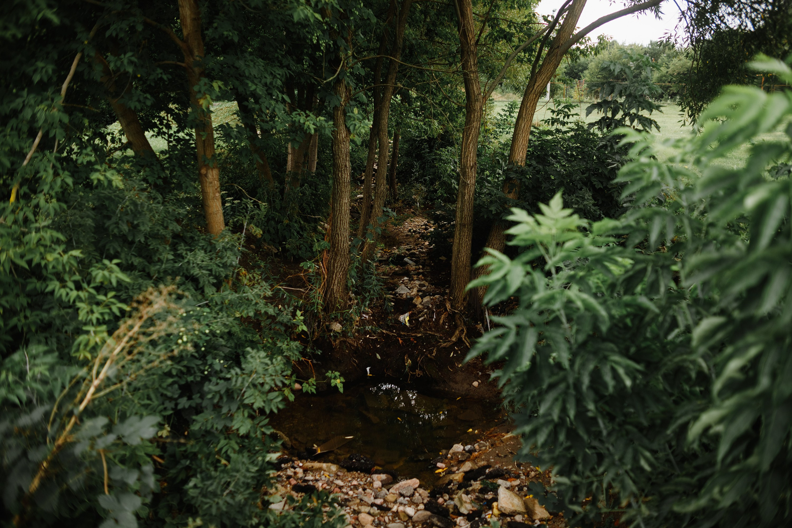 Grodno. Kaja | fotograf we Wrocławiu | ludzie i psy