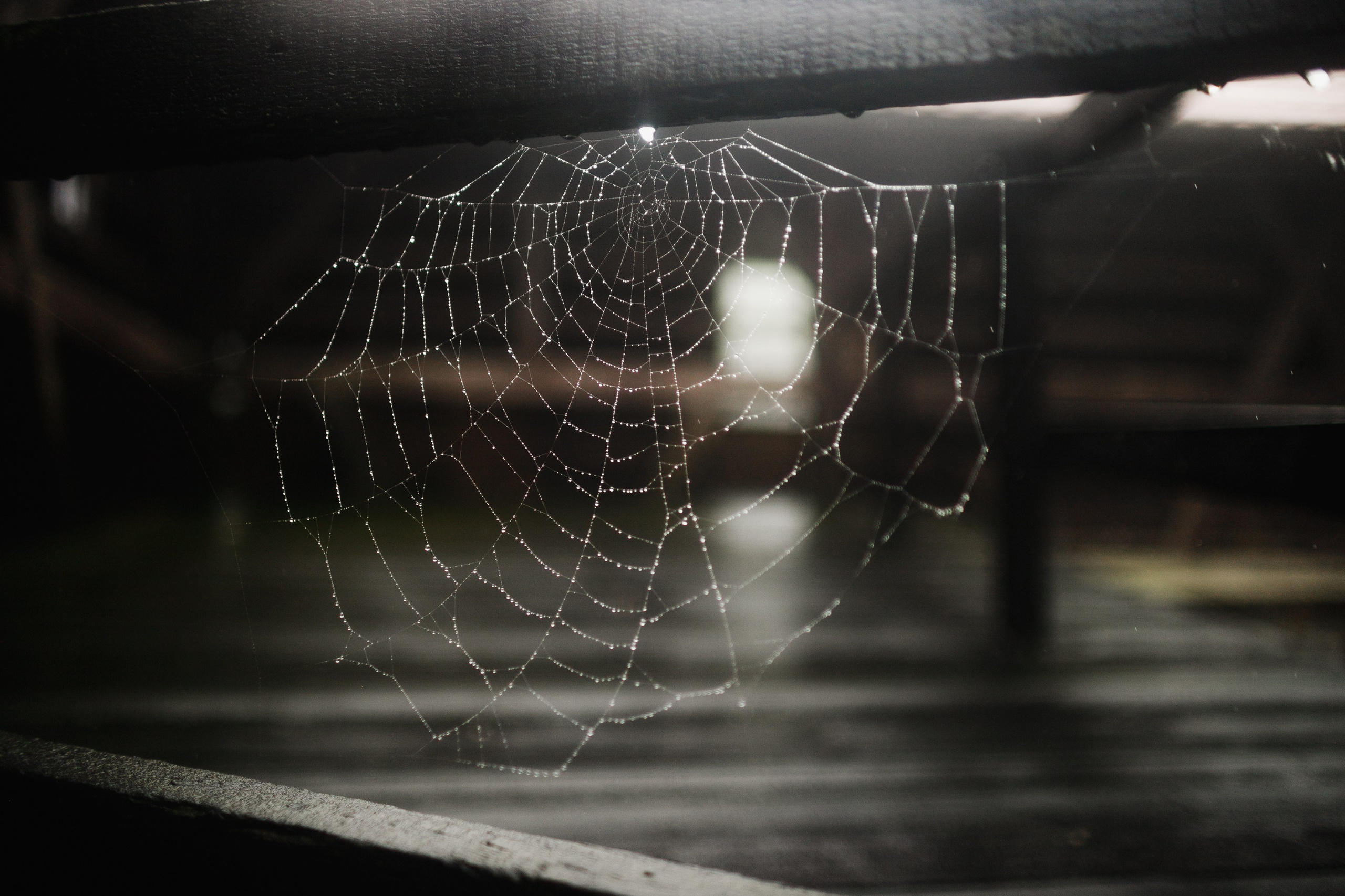 Zamek Grodziec. Kaja | fotograf psów we Wrocławiu