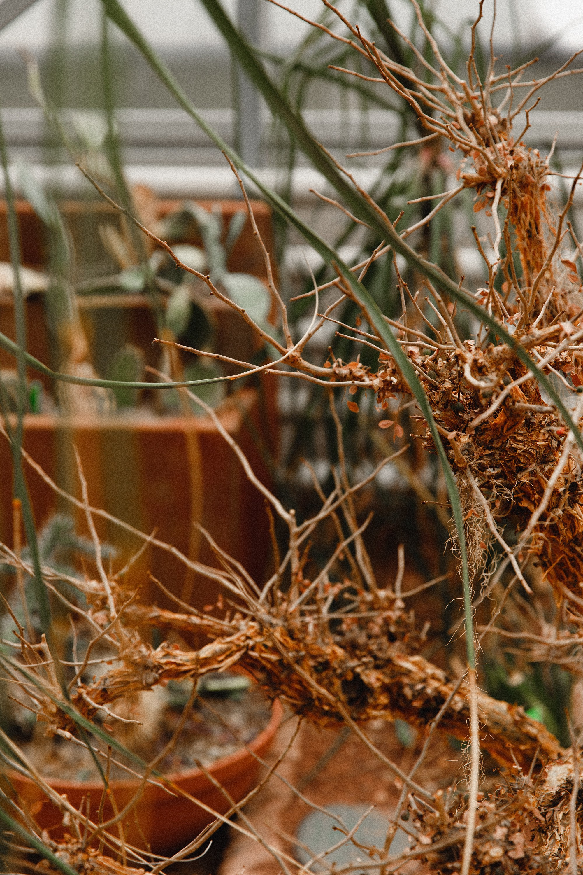 Botanical garden in Wroclaw. Kaja | fotograf we Wrocławiu | ludzie i psy