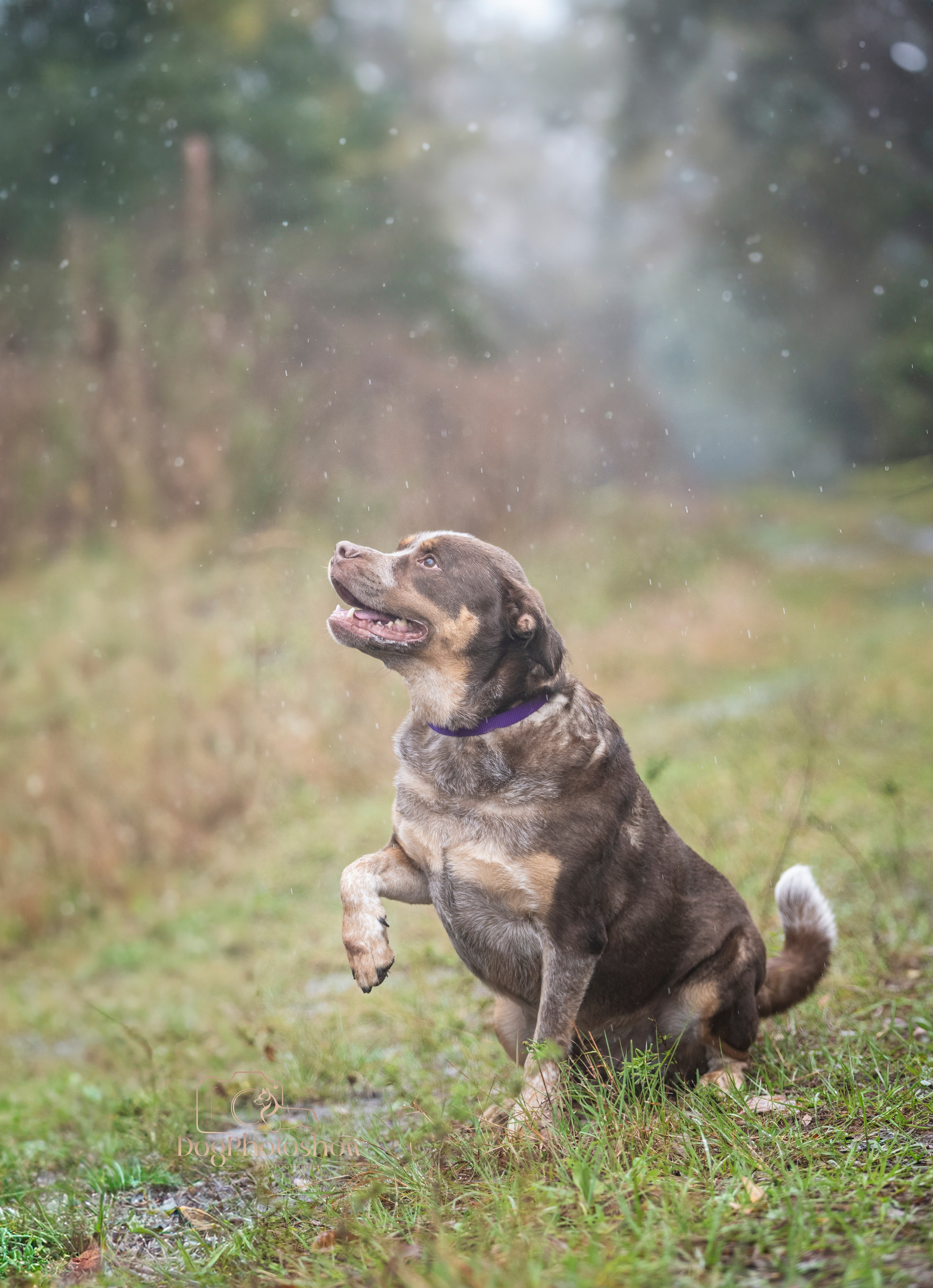 📸 7. Katerina Royter Pet Photographer North Florida