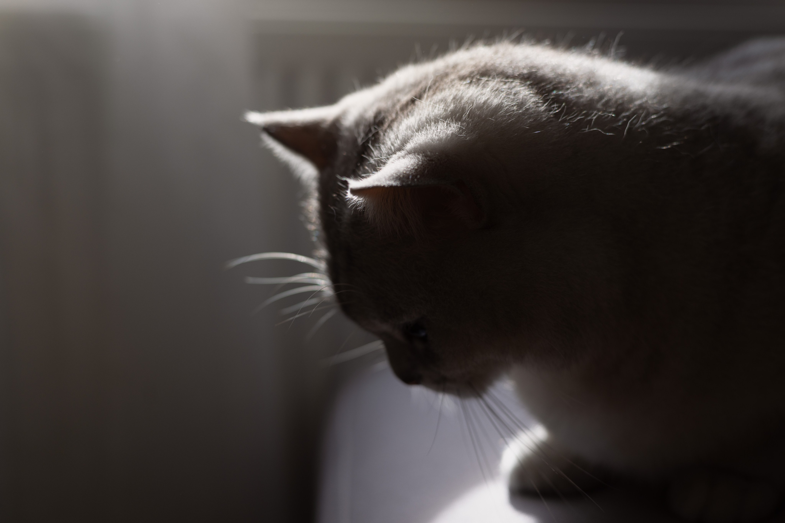 NEWBORN / LIFESTYLE INDOOR. Fotografin und Videografin im Raum Osnabrück und Emsland Alla