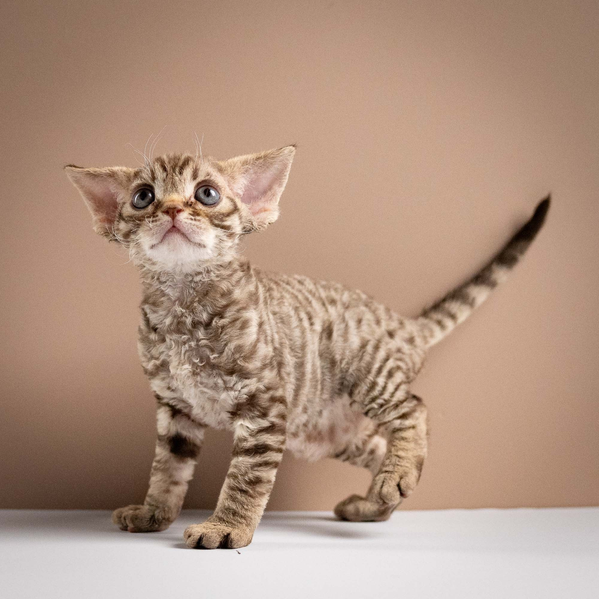 Ostap, boy, born 02.08.26. Devon Rex Pixie Cattery