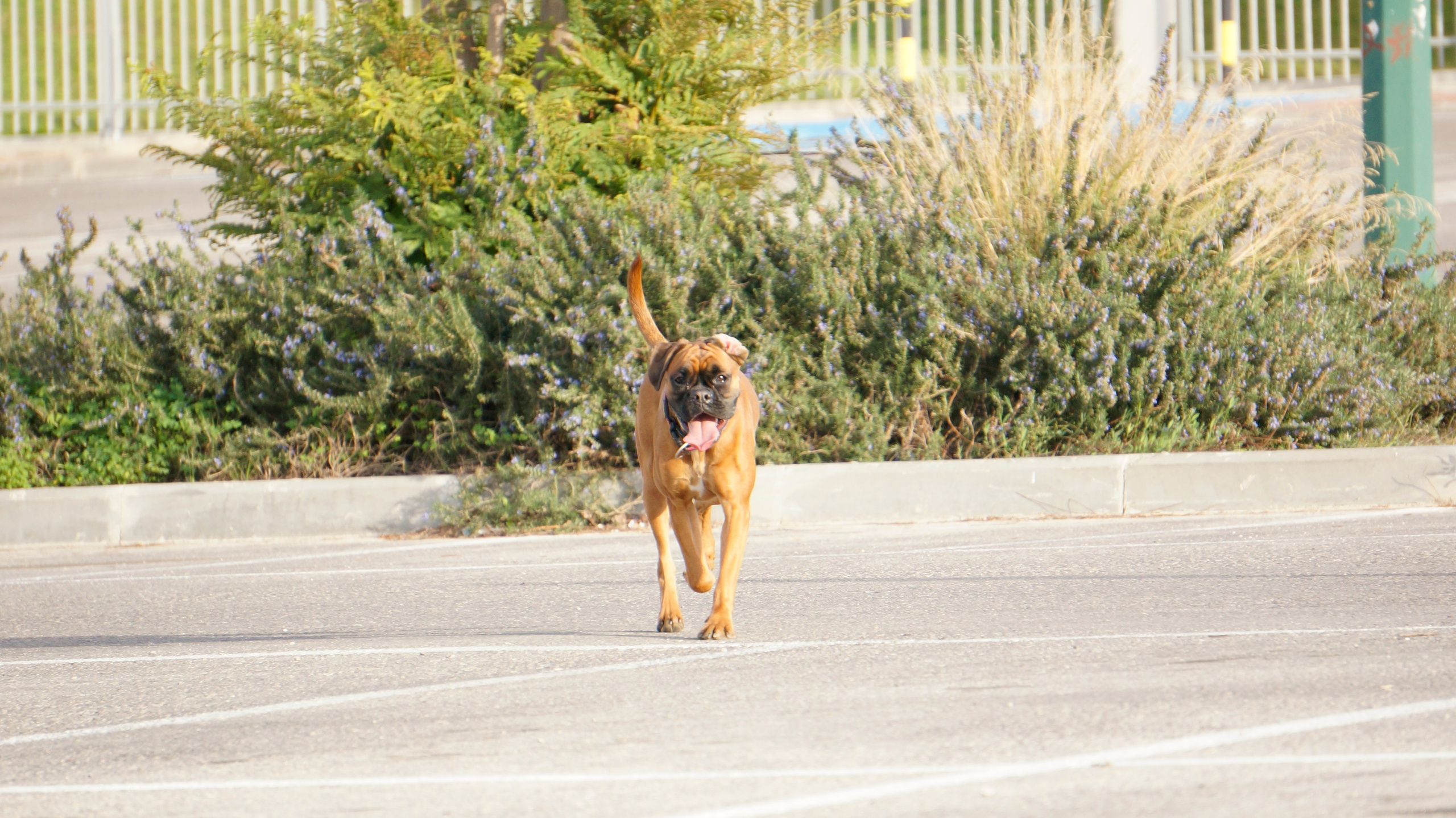My ״Star״ Boxer Dog