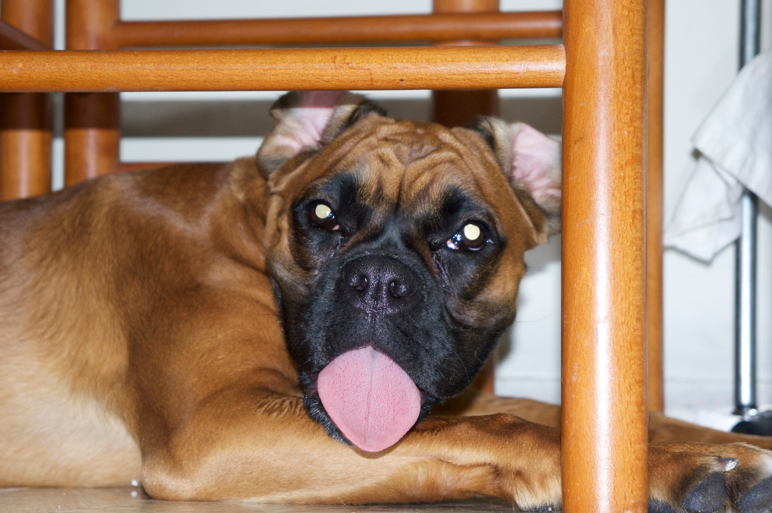 My ״Star״ Boxer Dog