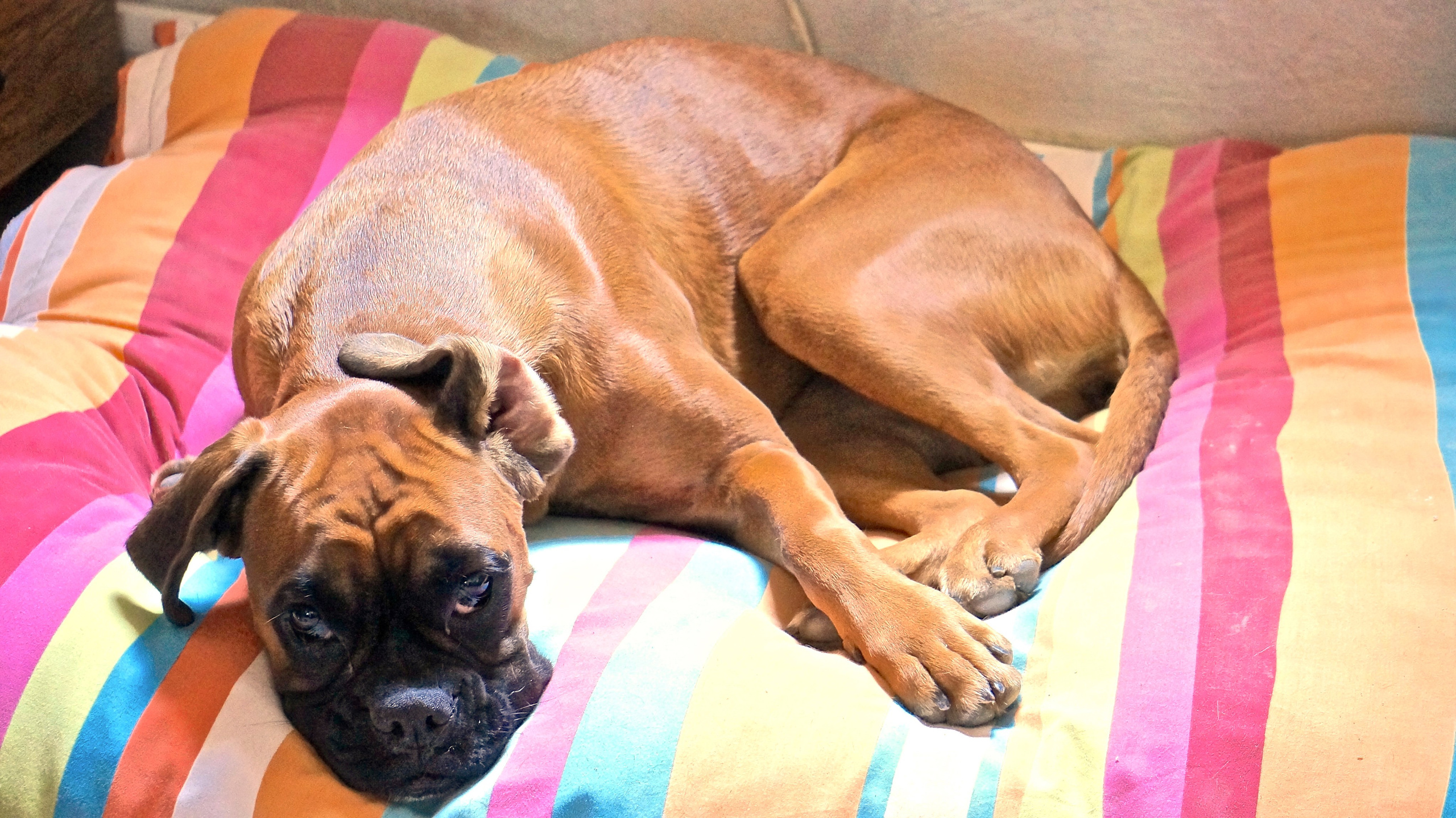 My ״Star״ Boxer Dog