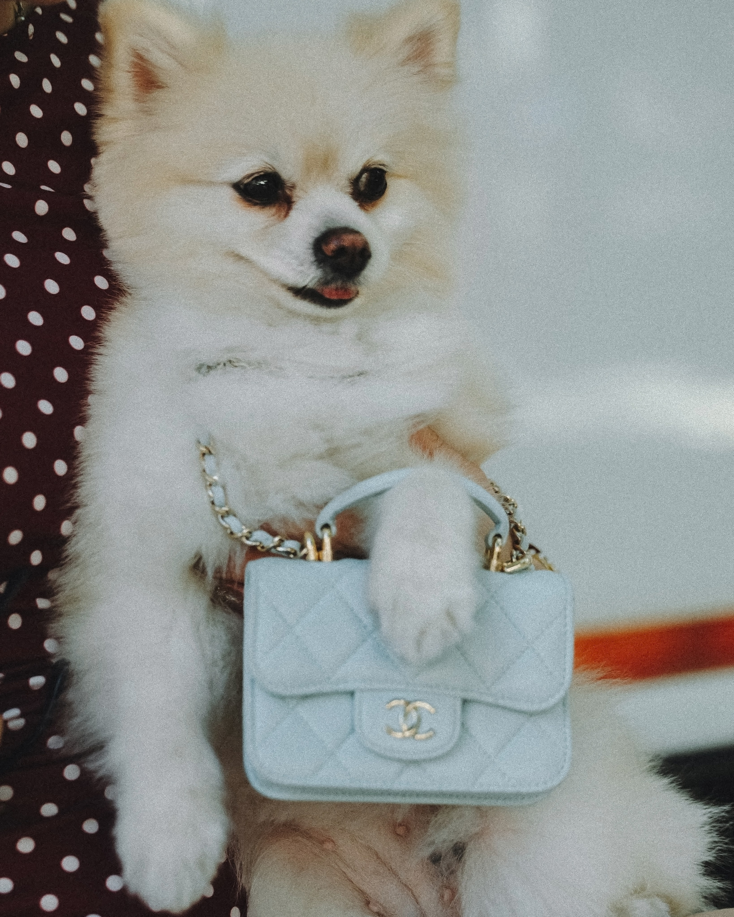 Lexy & Tatiana. Pet Photographer Viktoriya Aleshenko