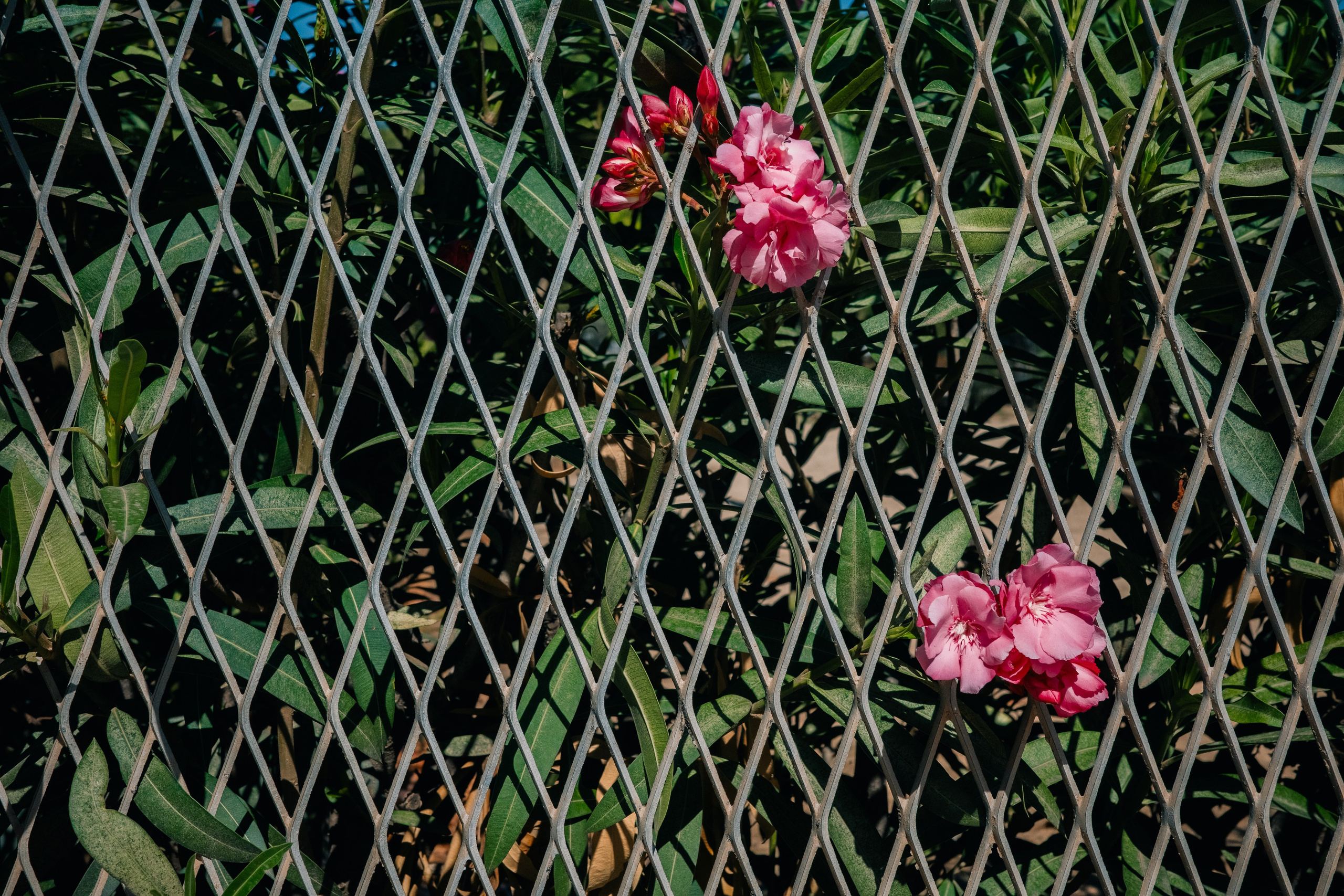 Работы Марии Шер. Sher.SCHOOL