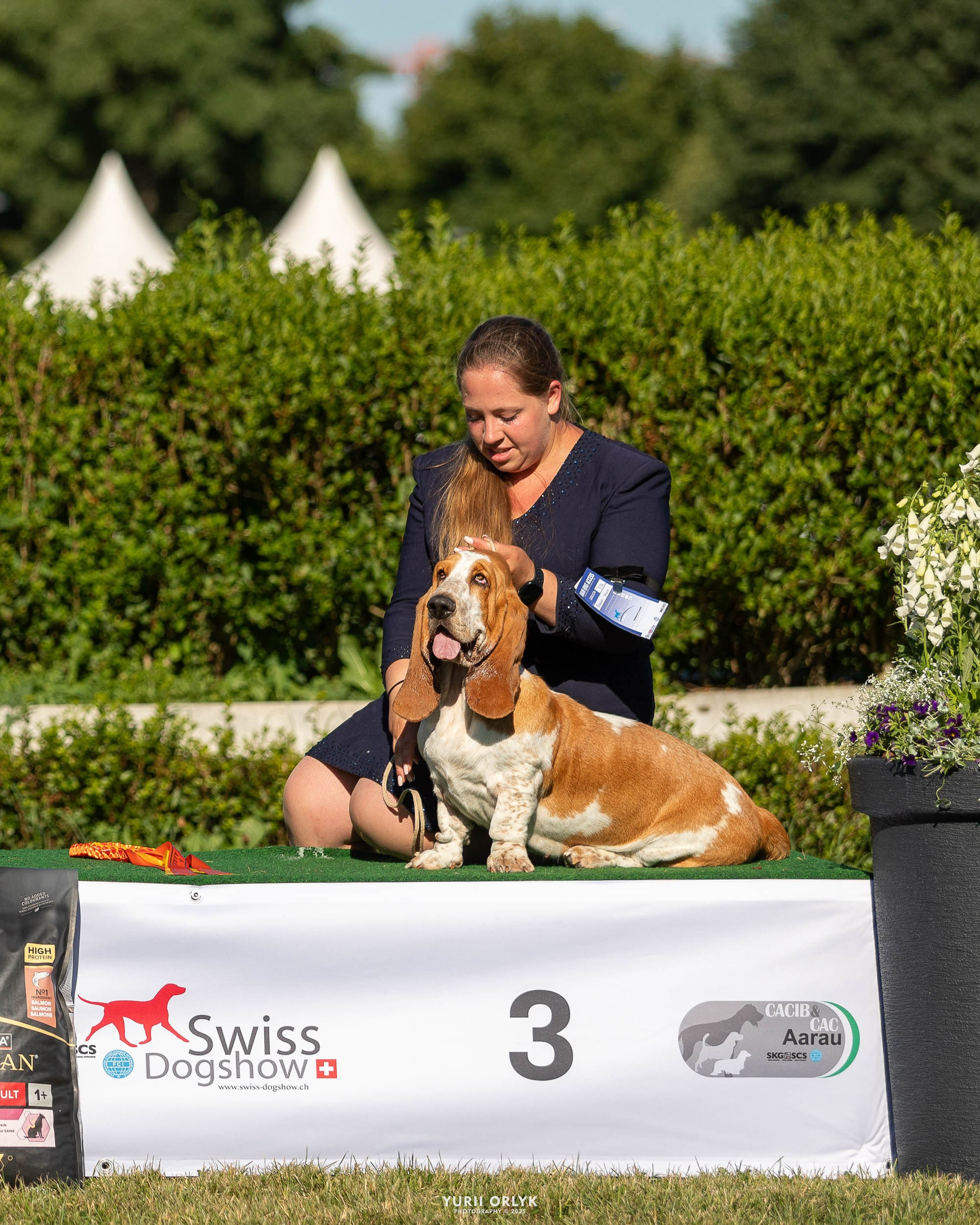 Dog Shows. Yurii Orlyk Photography