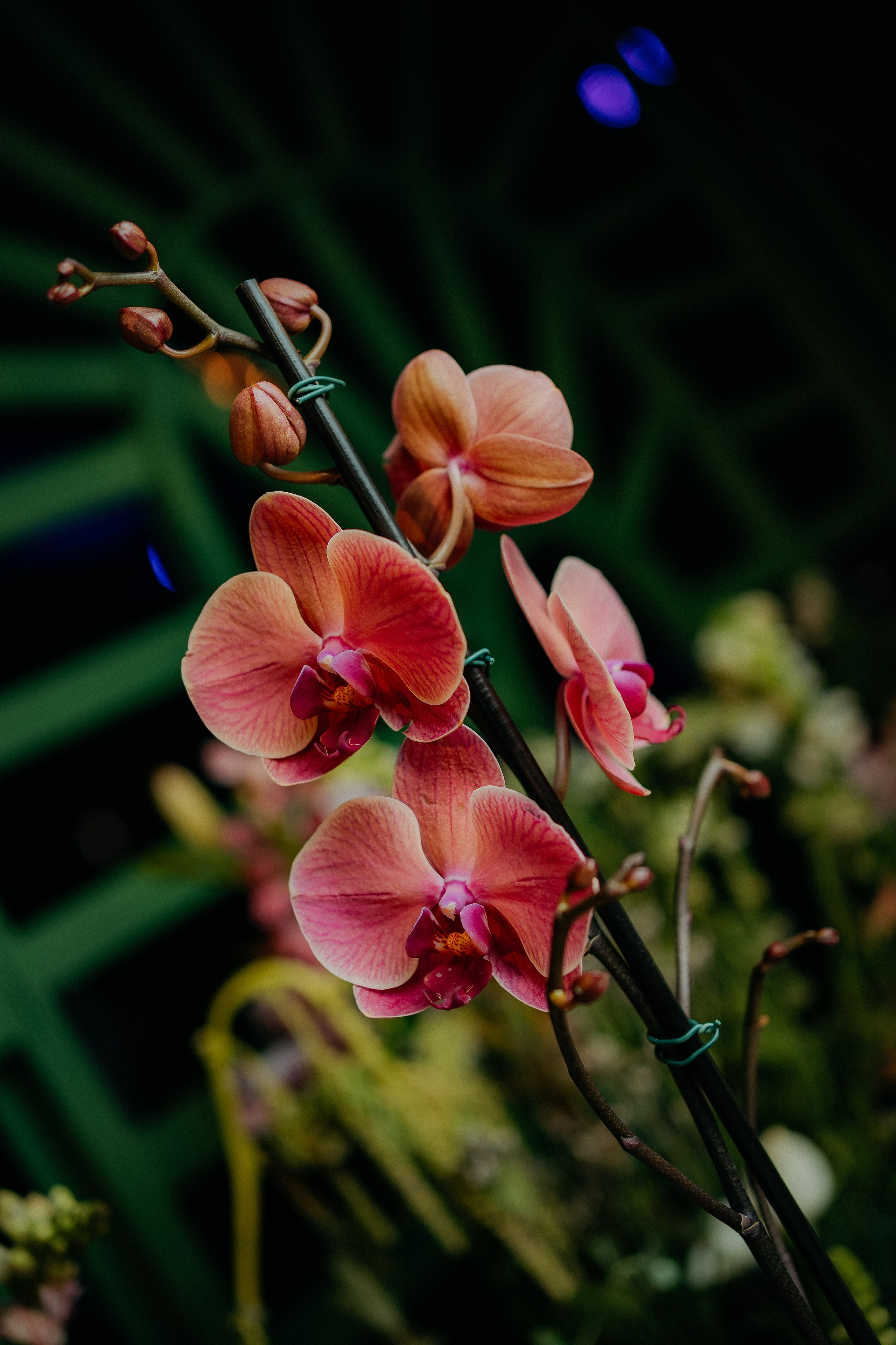 Jessica e Anna Luiza (matrimonio). Principal