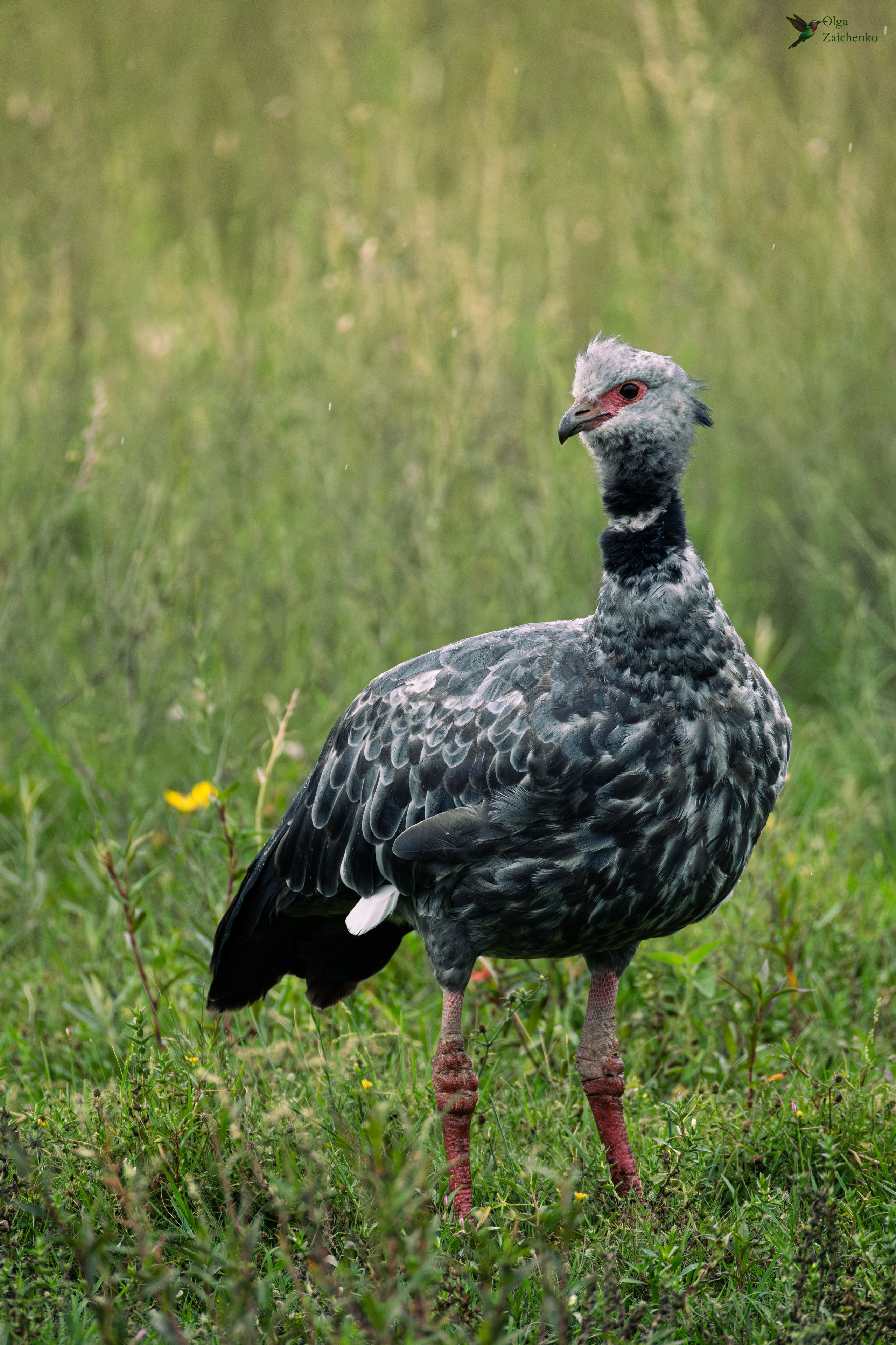 Хохлатая паламедея