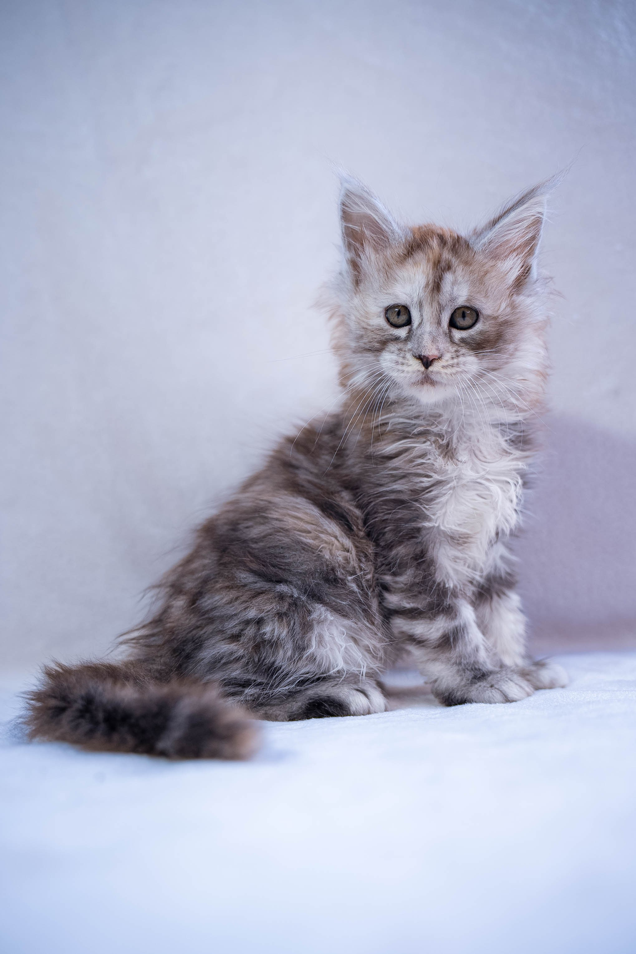 Senator Prada. Senator Cat — Maine Coon cattery