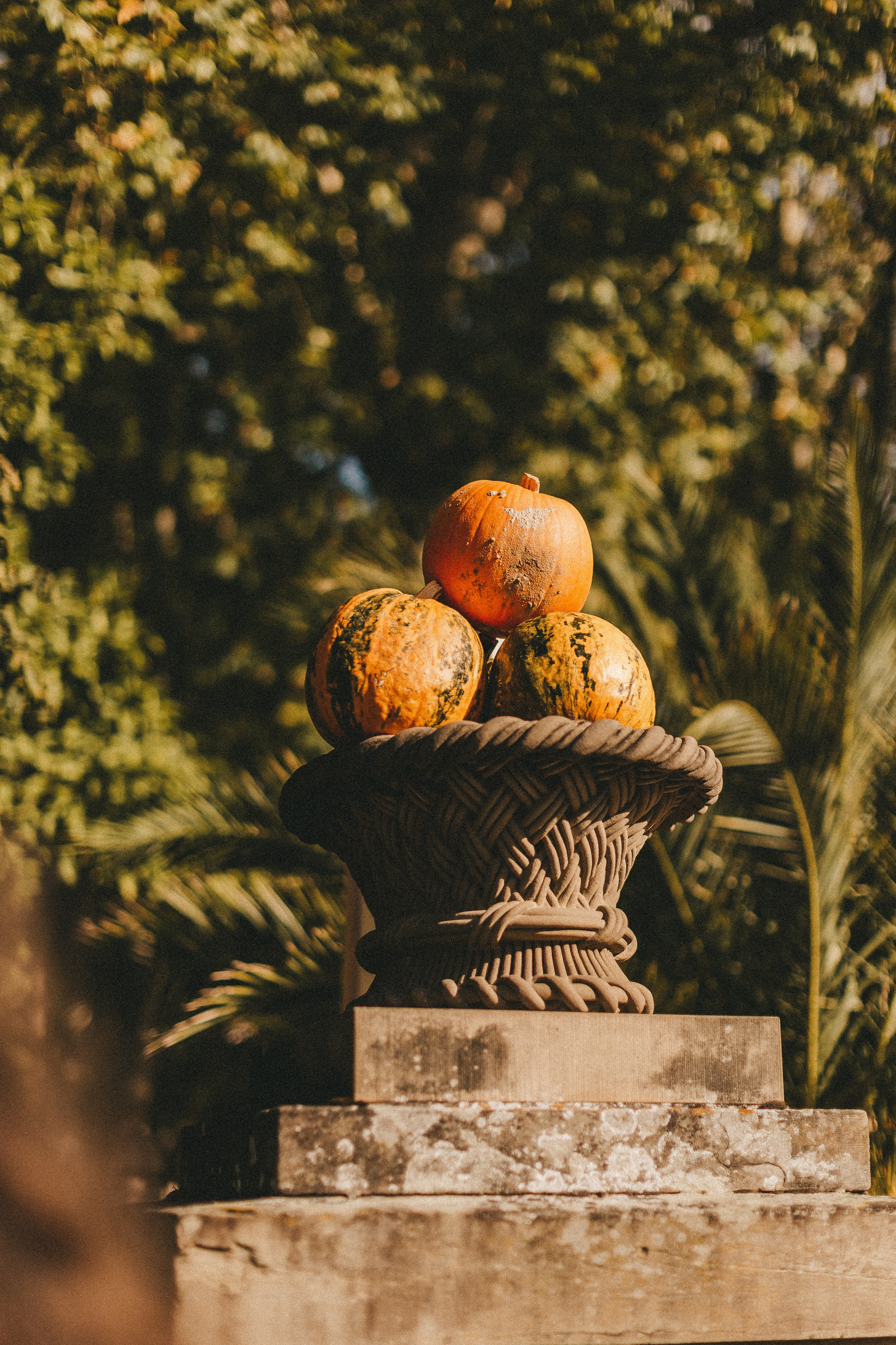 Фестиваль тыкв в Людвигсбурге. Фотограф в Германии — Мария Чистякова
