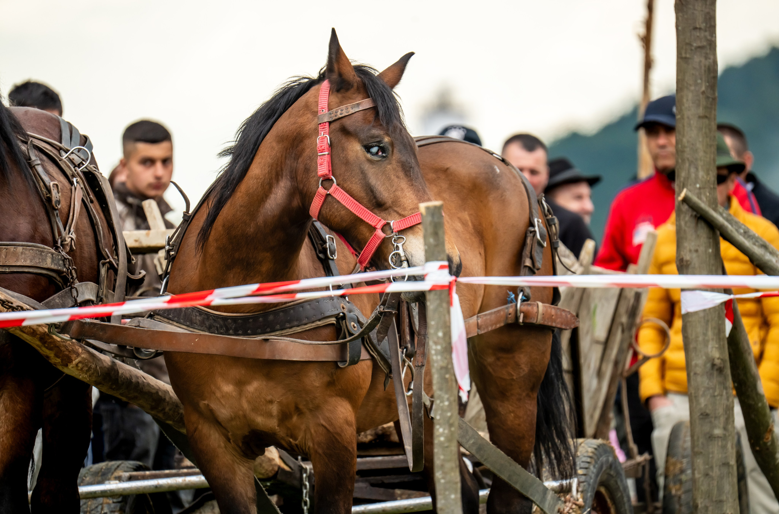 Concurs Ecvestru Vărbilău ediția a 4-a. Mihai Alexandra Events