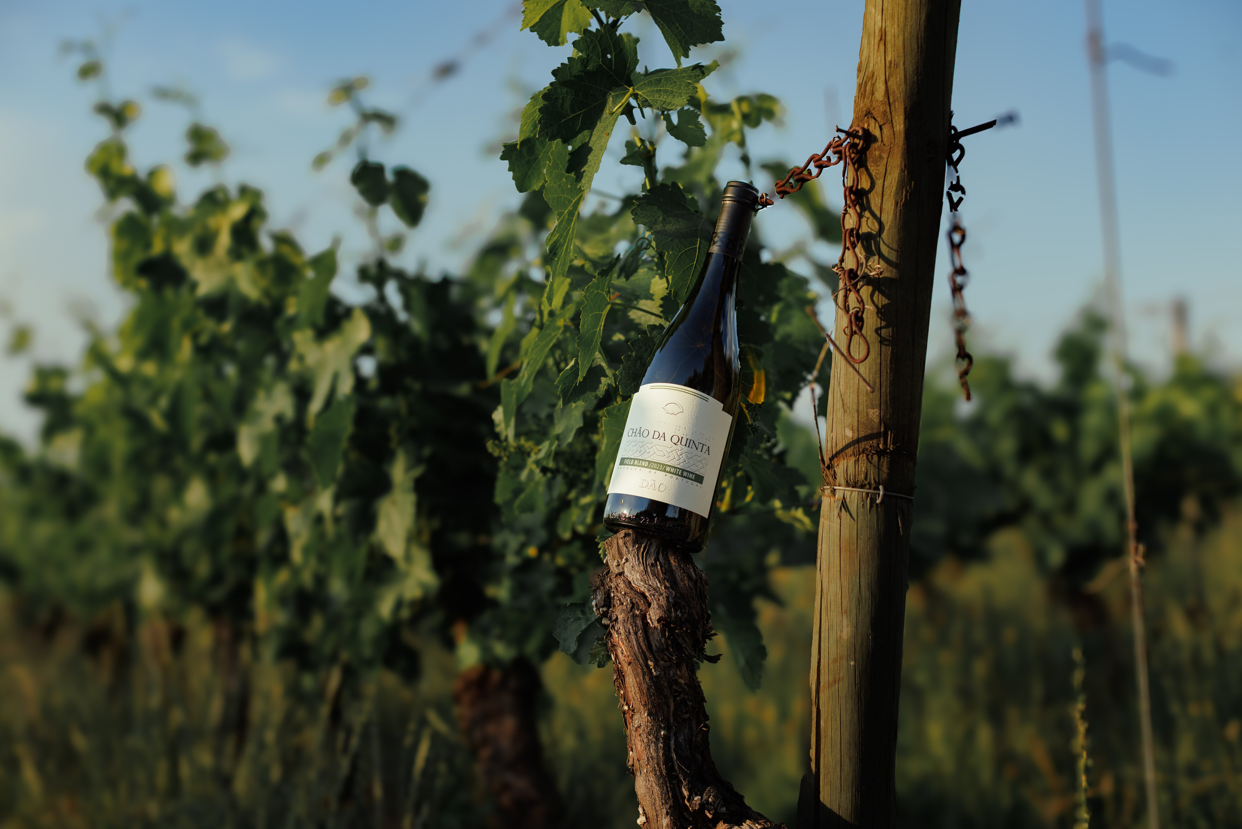 QUINTA CHÃO DE SÃO FRANCISCO. ESTUDIO DOZE