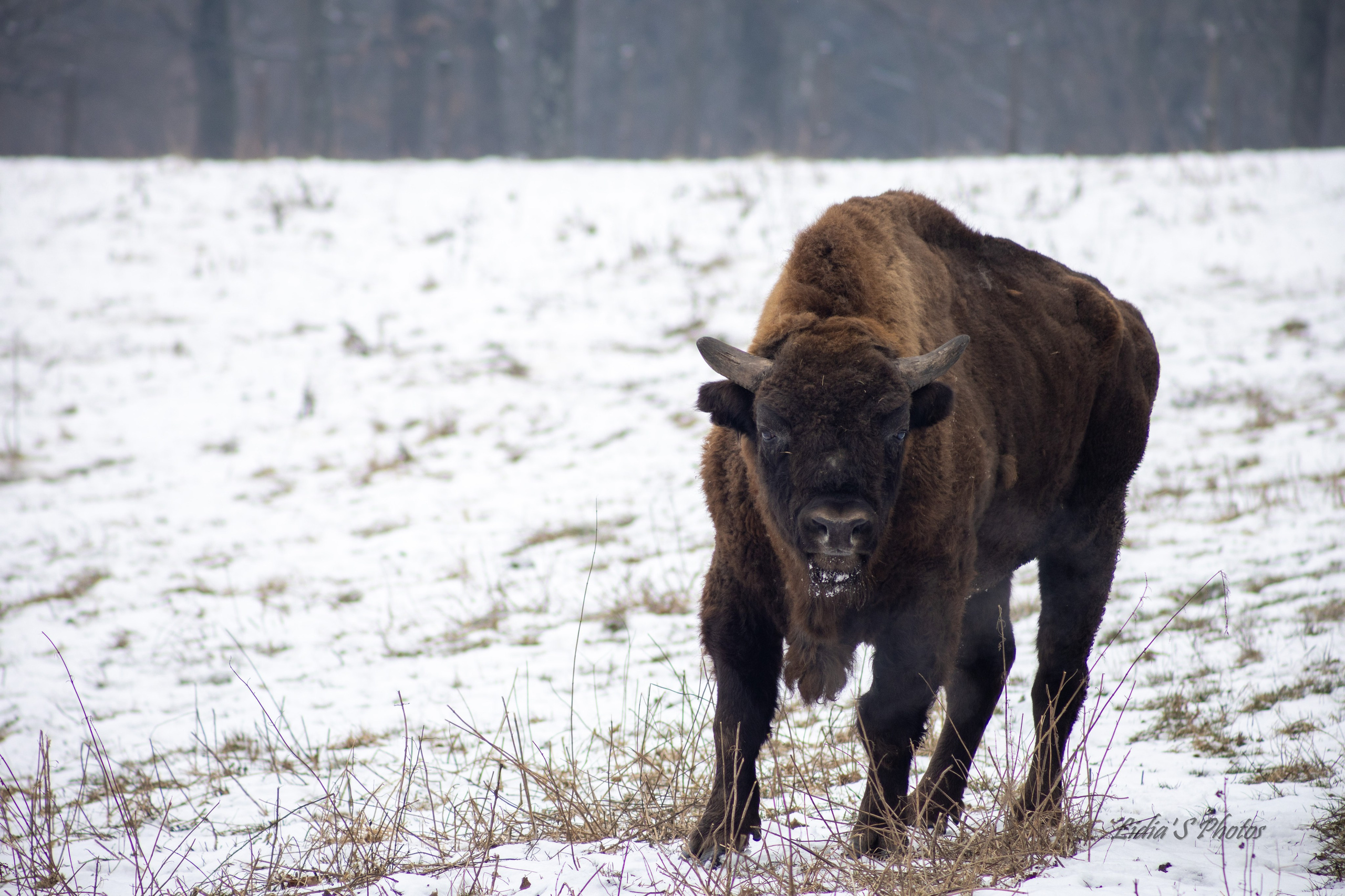 Flora și fauna. Fotograf. Lucrez cu oameni, produse și spații. Portret și fotografie creativă. Bacău, România. Lidia Savinoiu