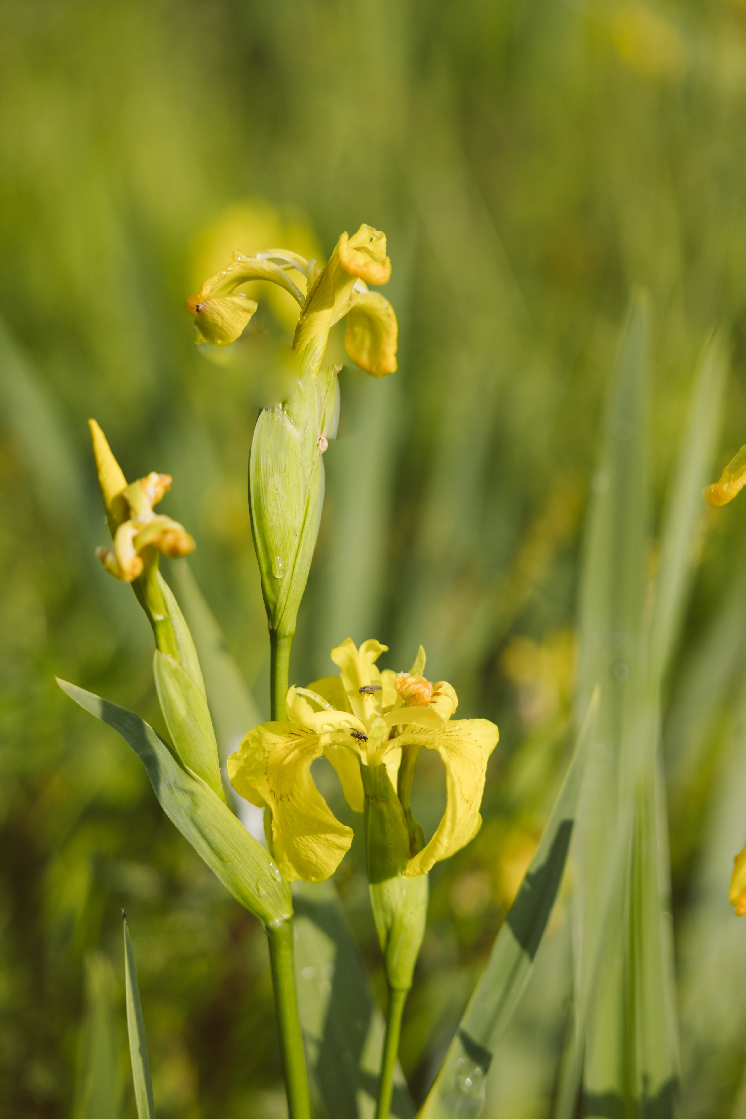 Morning lagoons for Anastasiya. Family Lifestyle Photography
