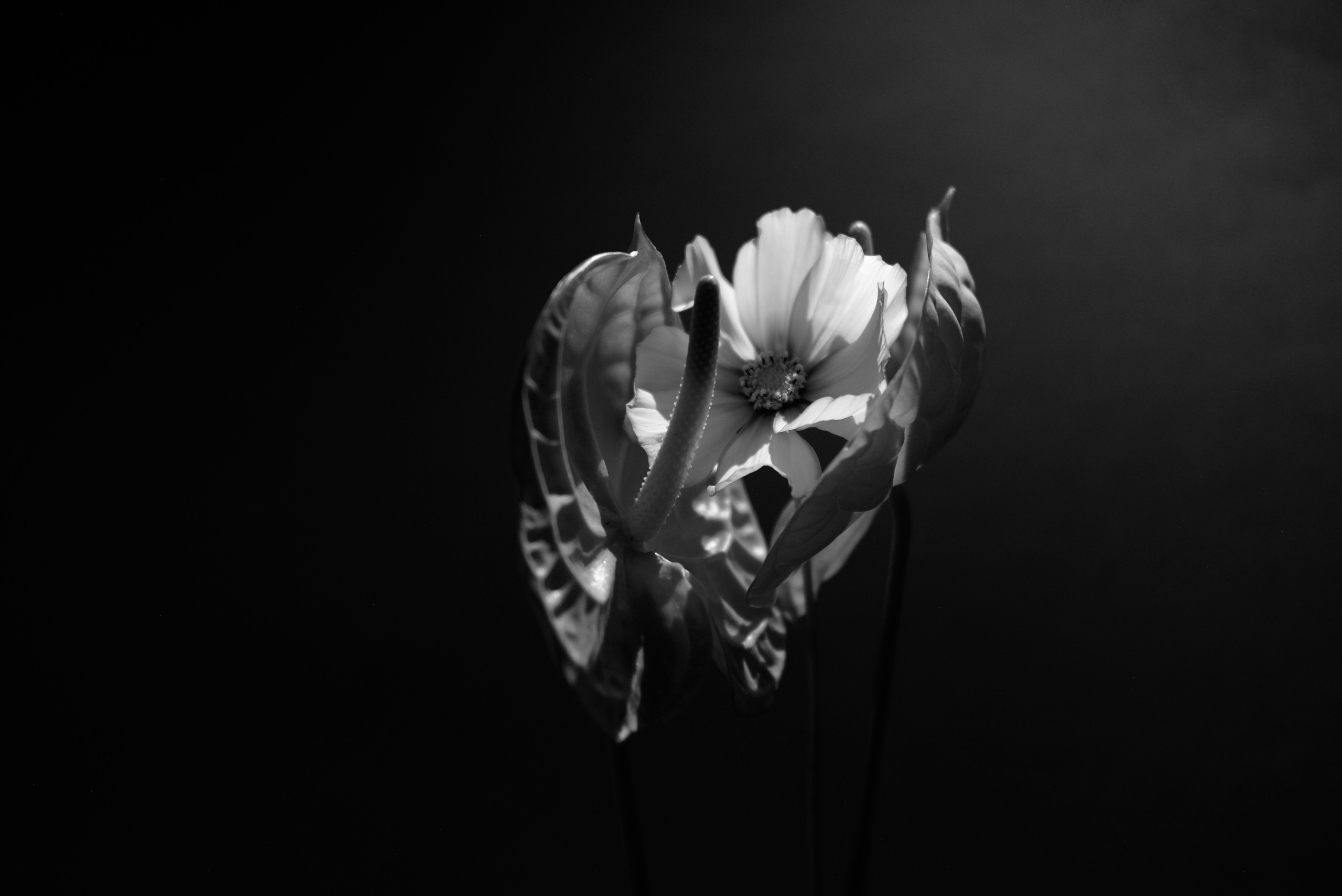 Art. Photographe à Rennes/Bruz