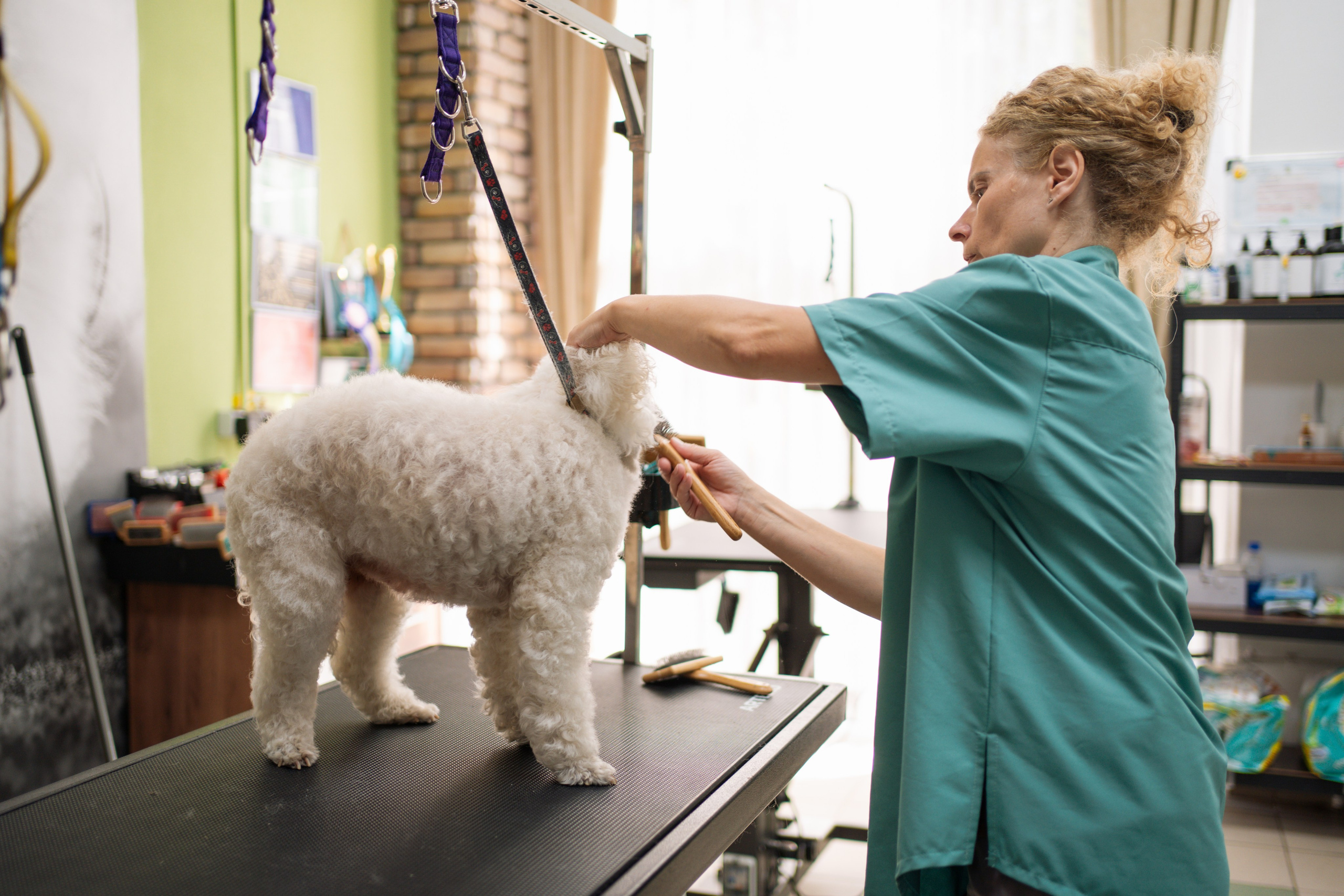 PetGroom Timisoara. Cozac Cristian Photographer