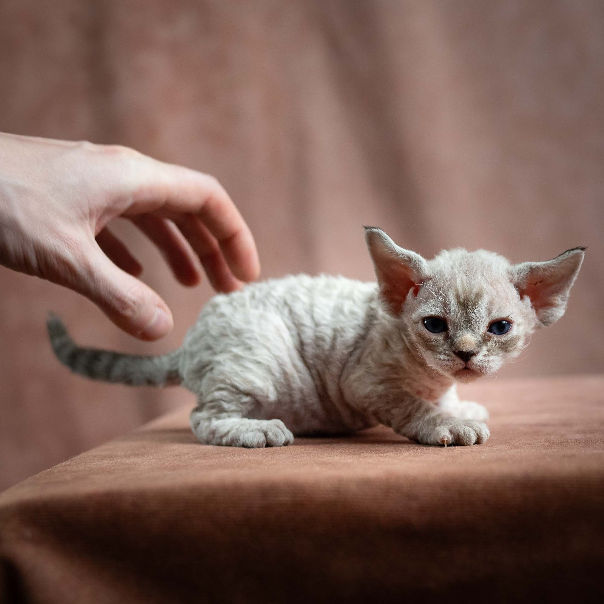 Nellie, girl, born 01.17.26. Devon Rex Pixie Cattery
