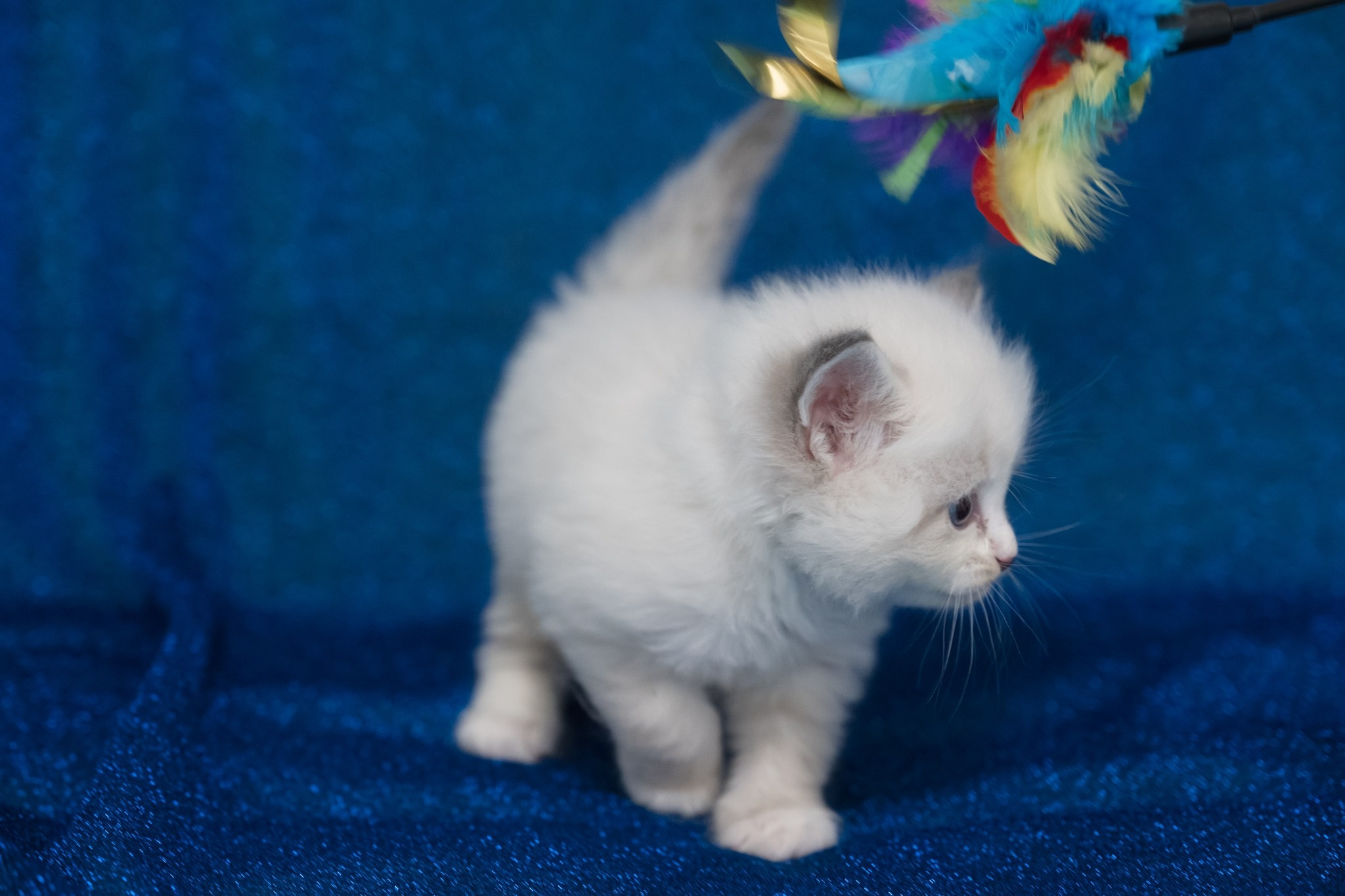 N-Antares. SIBERIALIS: Katzenzucht von Sibirischen und Neva Masquarade Katzen