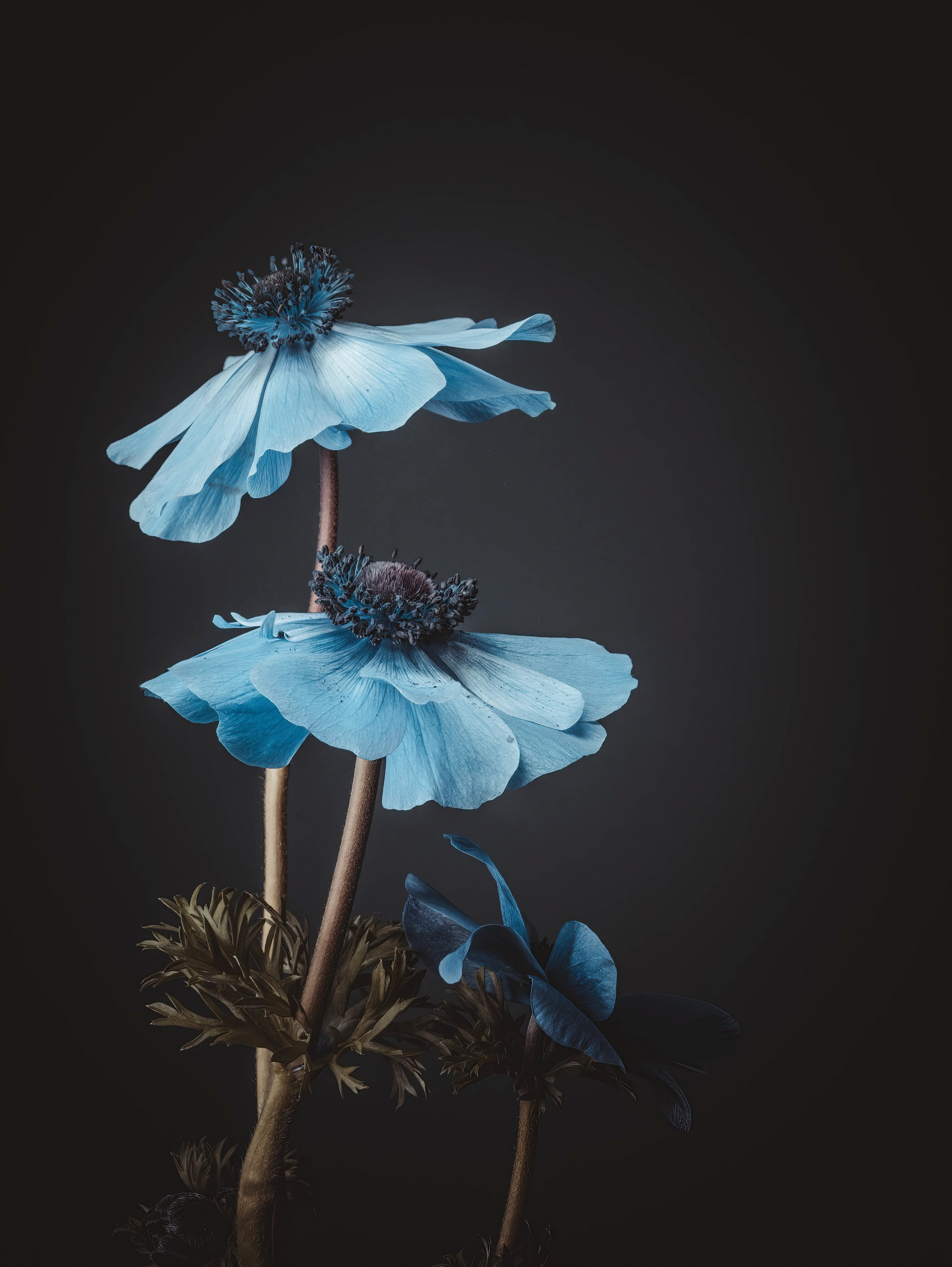 About. Creative Macro Photographer & Content Creator in Birmingham, UK — Lee Hall